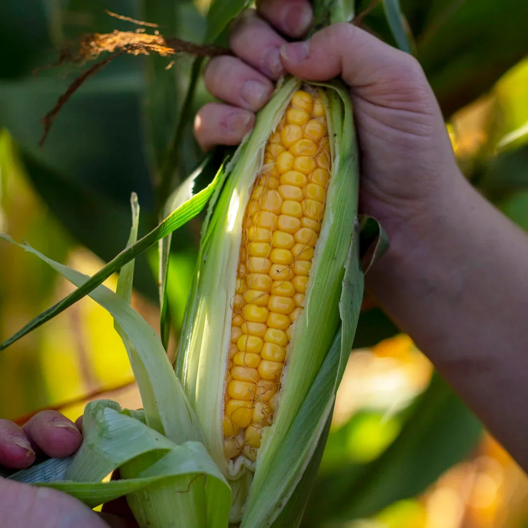 Sweet Corn