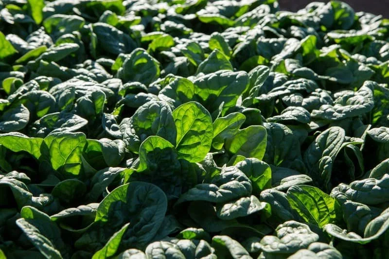 Spinach ‘Bonnet Head’