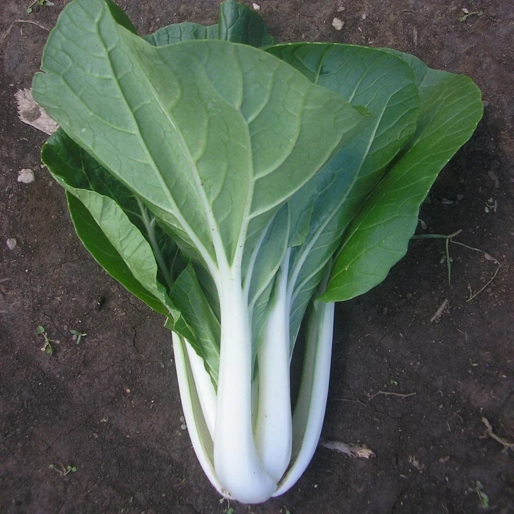 Pak Choi ‘Joi Choi’
