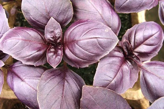 Basil - Amethyst (Purple)