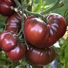 Black Krim