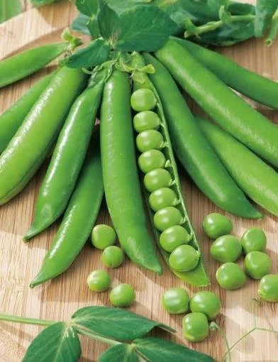 Shelling Pea ‘Greenfeast’