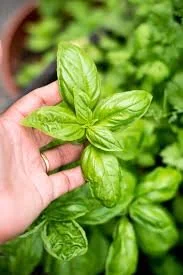 Basil - Genovese