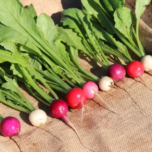 Radish ‘Easter Egg’