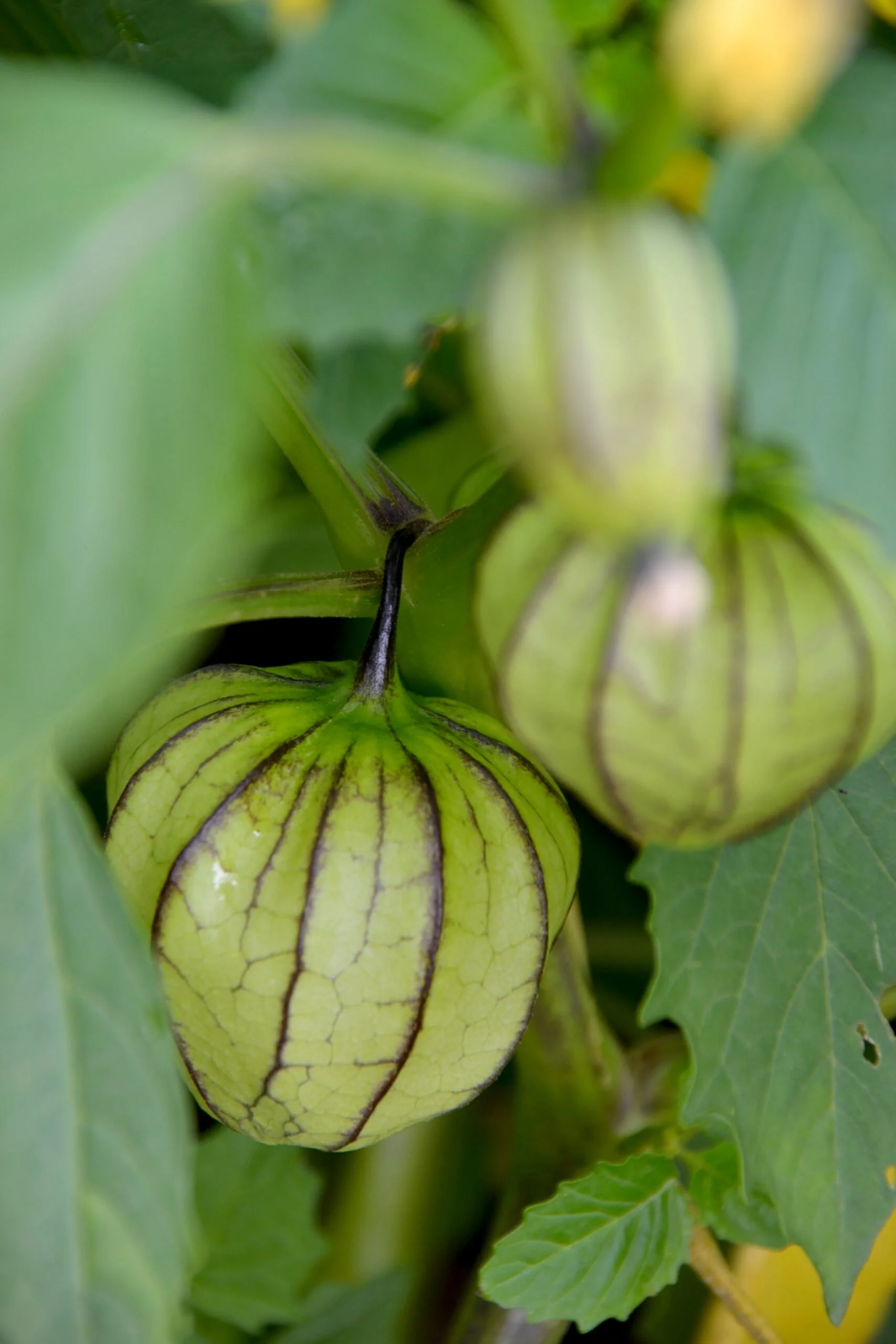 Tomatillo ‘Verde Puebla’