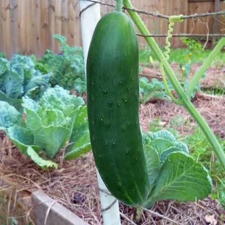 Cucumber - Lebanese (Beit Alpha)