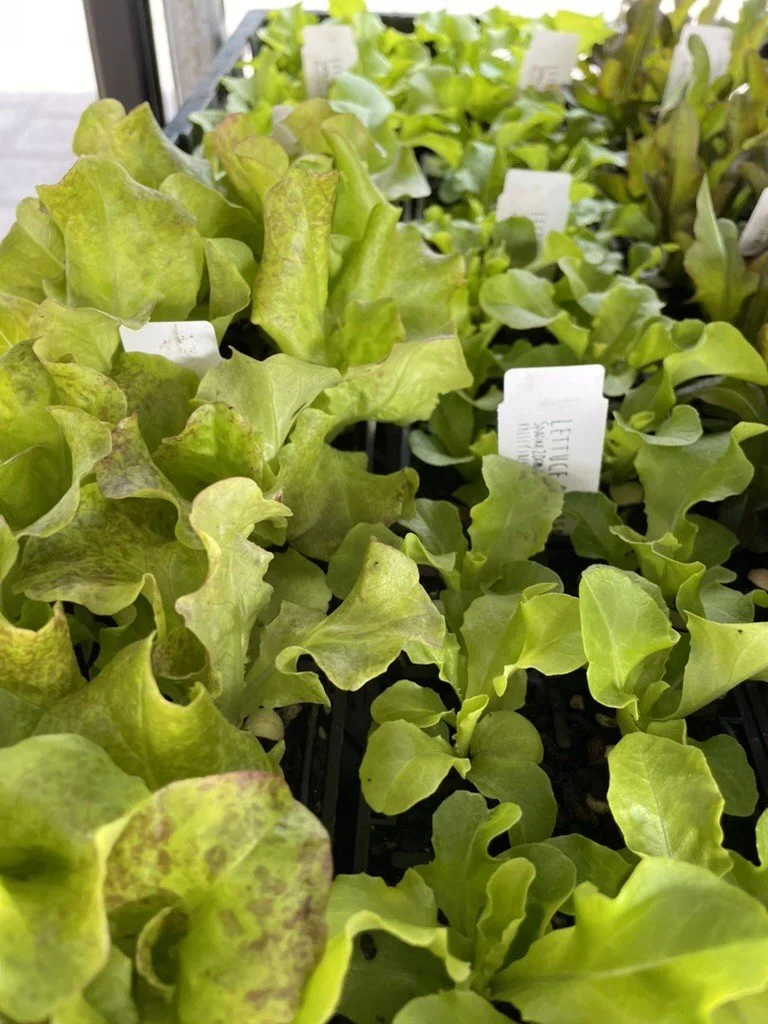 Lettuce - Heirloom Mix