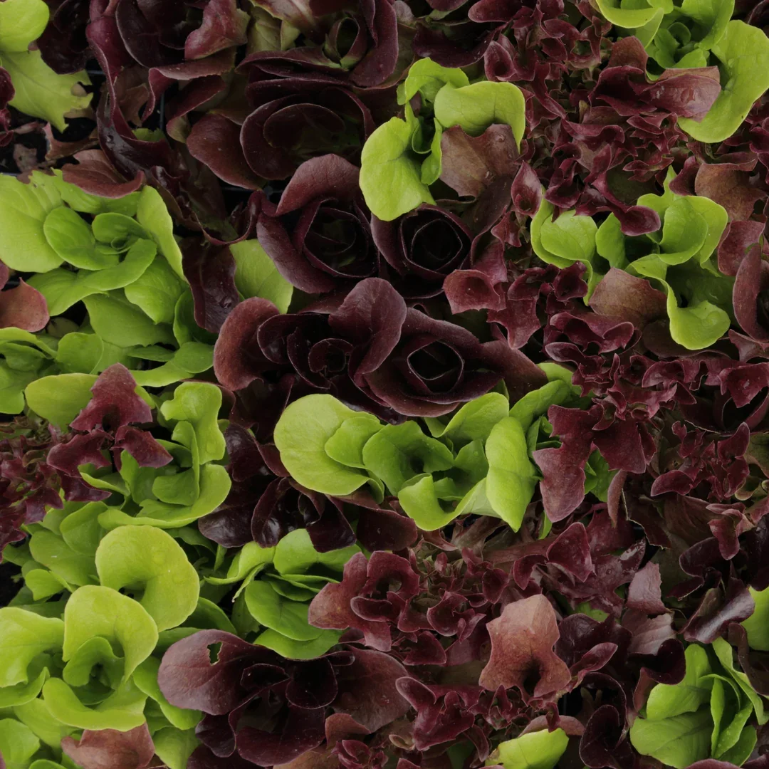 Oak Leaf Lettuce Mix – Red & Green