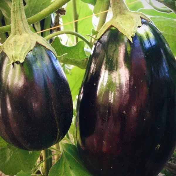Eggplant - Black Beauty