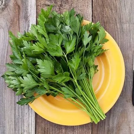 Italian Flat Leaf Parsley