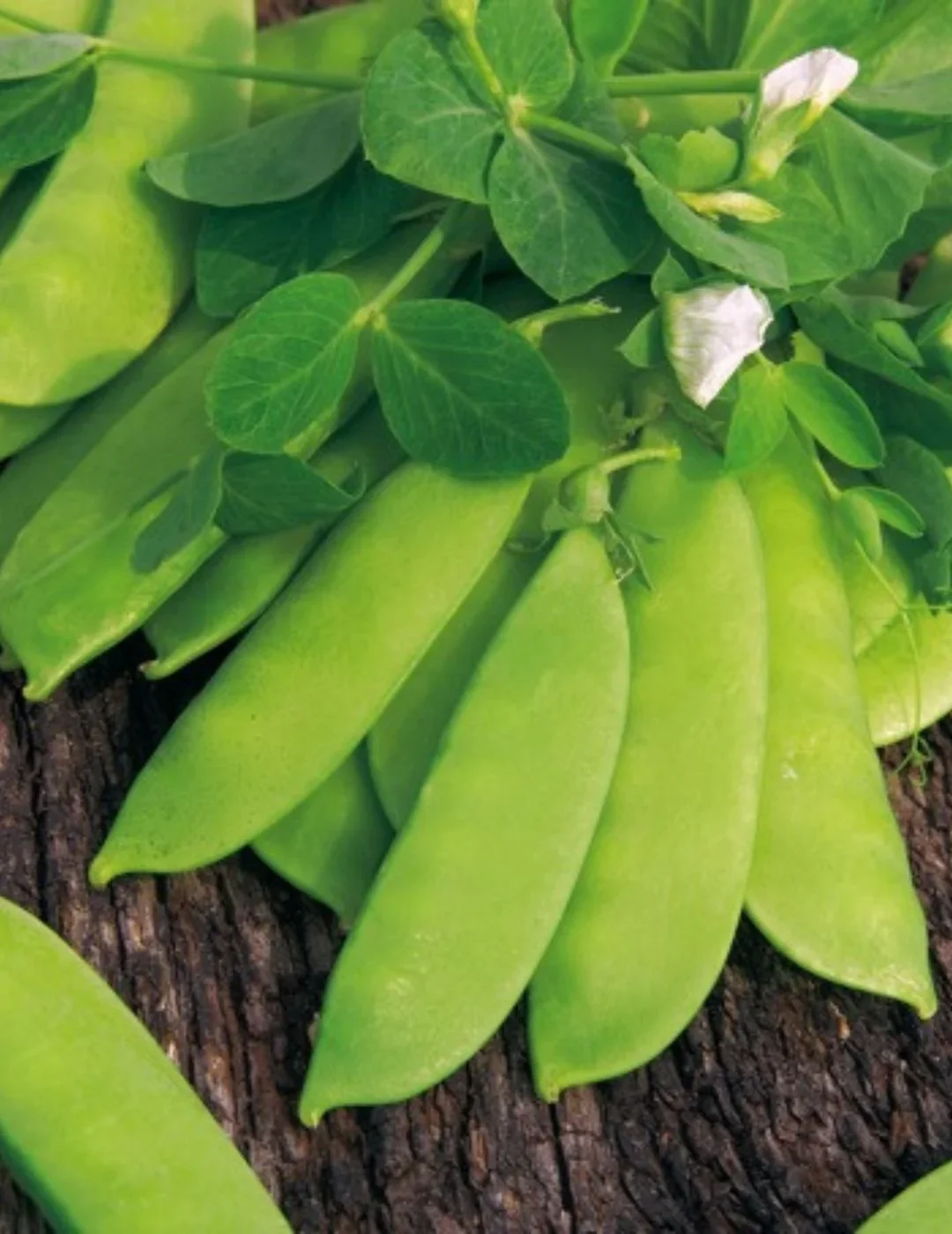 Snow Pea ‘Mammoth Melting’