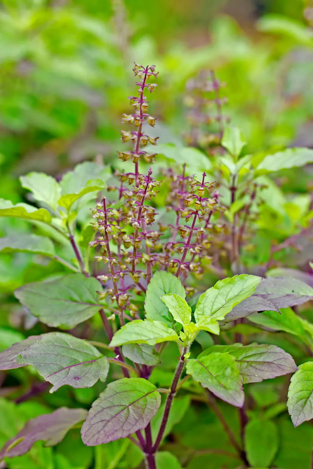 Basil - Tulsi (Holy Basil)