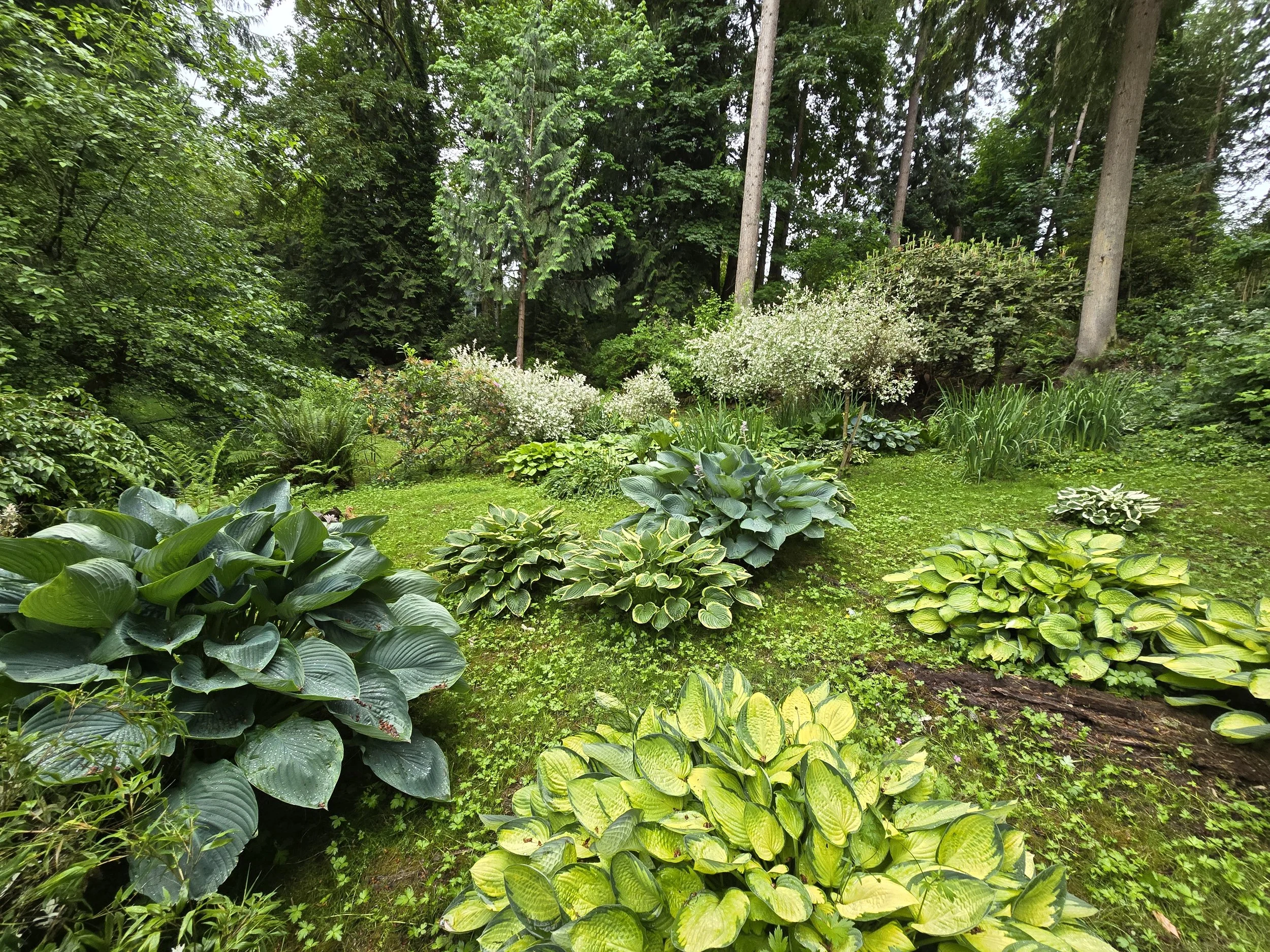 A lush garden with various green plants, bushes, and tall trees, with some flowering plants in the foreground.
