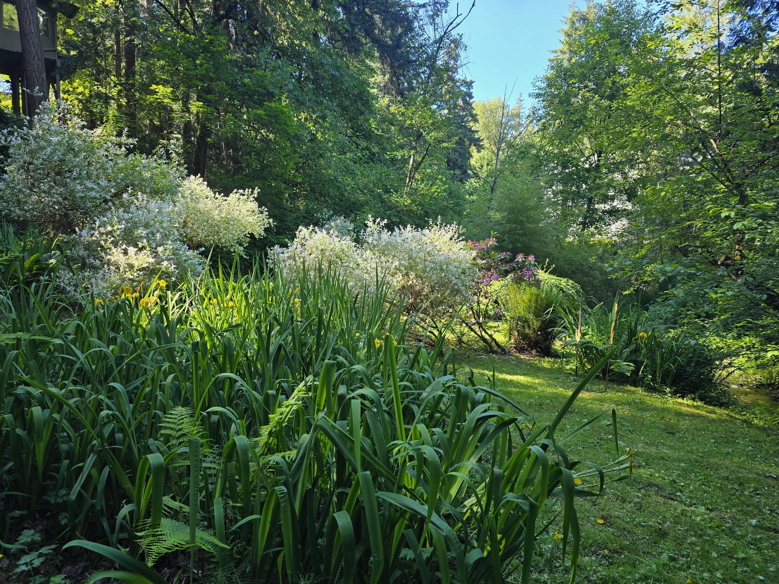 A lush garden filled with various green plants, trees, and flowering bushes under a bright blue sky.