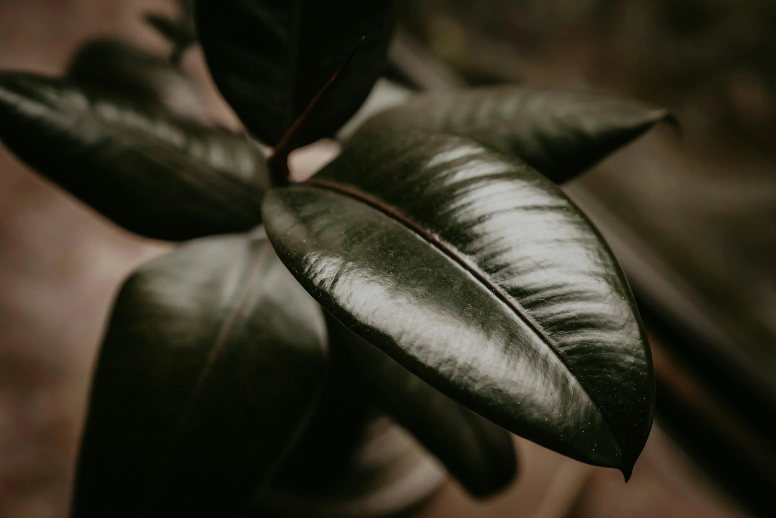 Close-up of dark green, glossy leaves with prominent veins