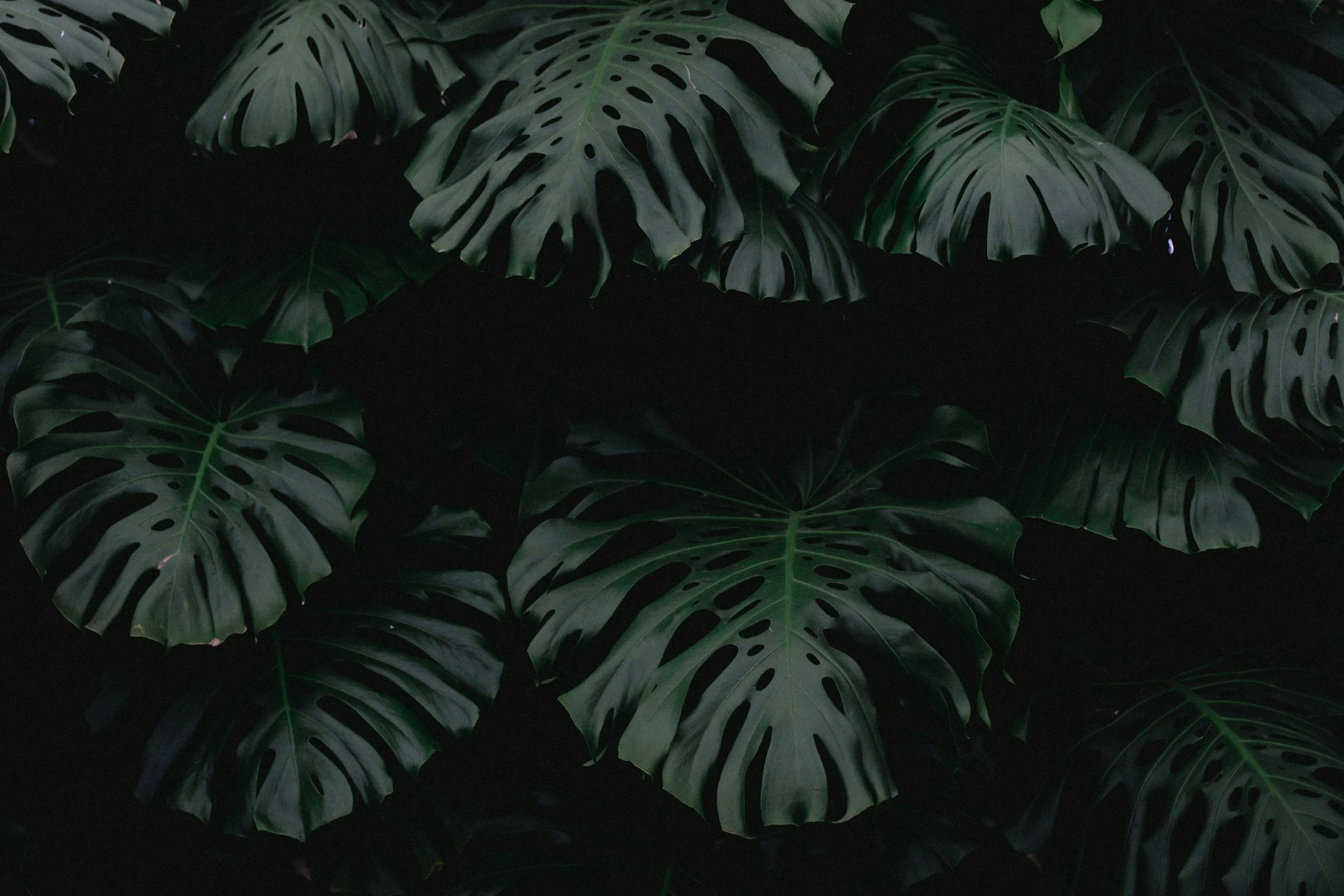 Dark green monstera leaves with distinctive holes, arranged in a dense pattern against a black background.