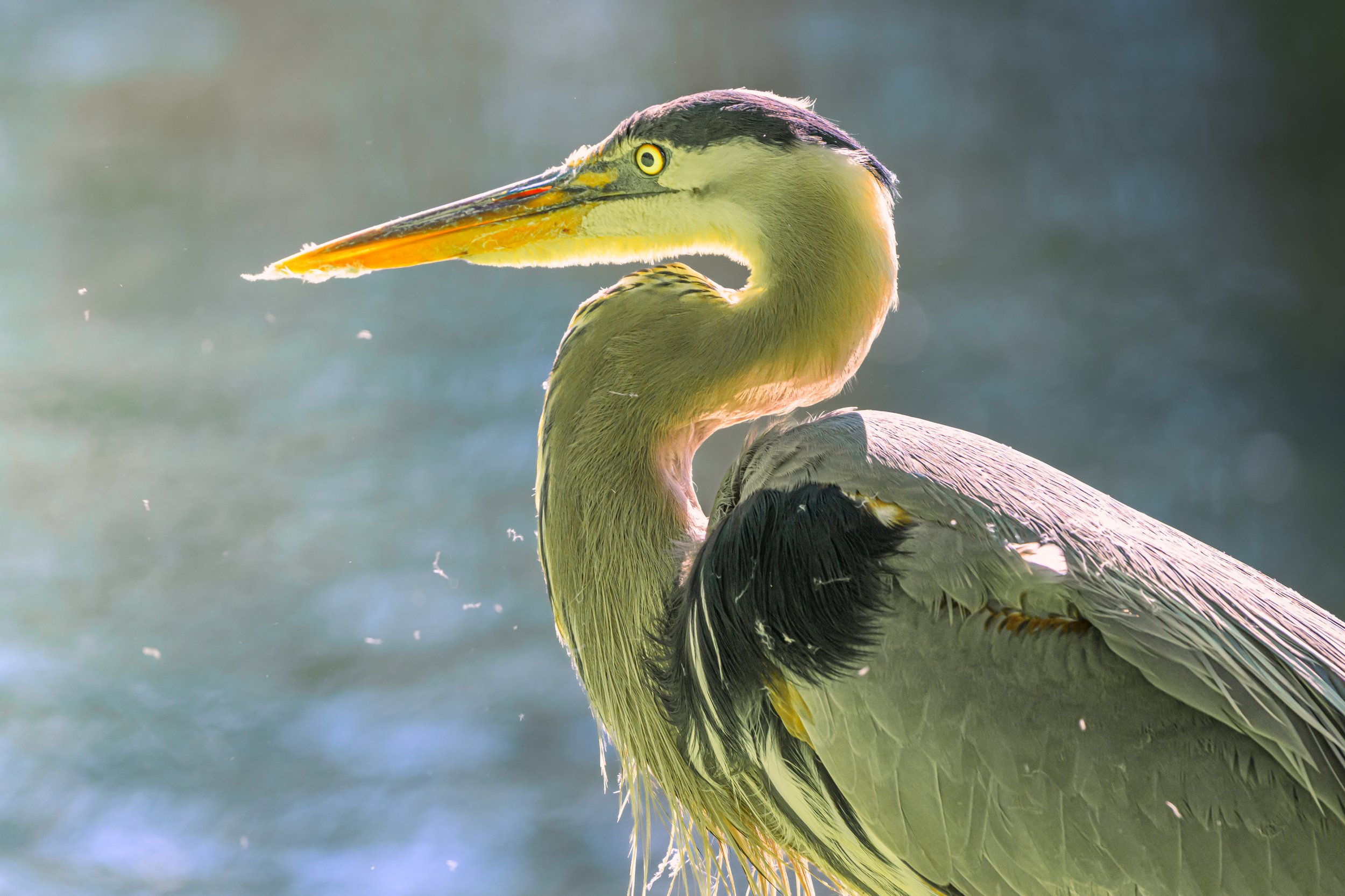 Great Blue Heron at Forest Lawn