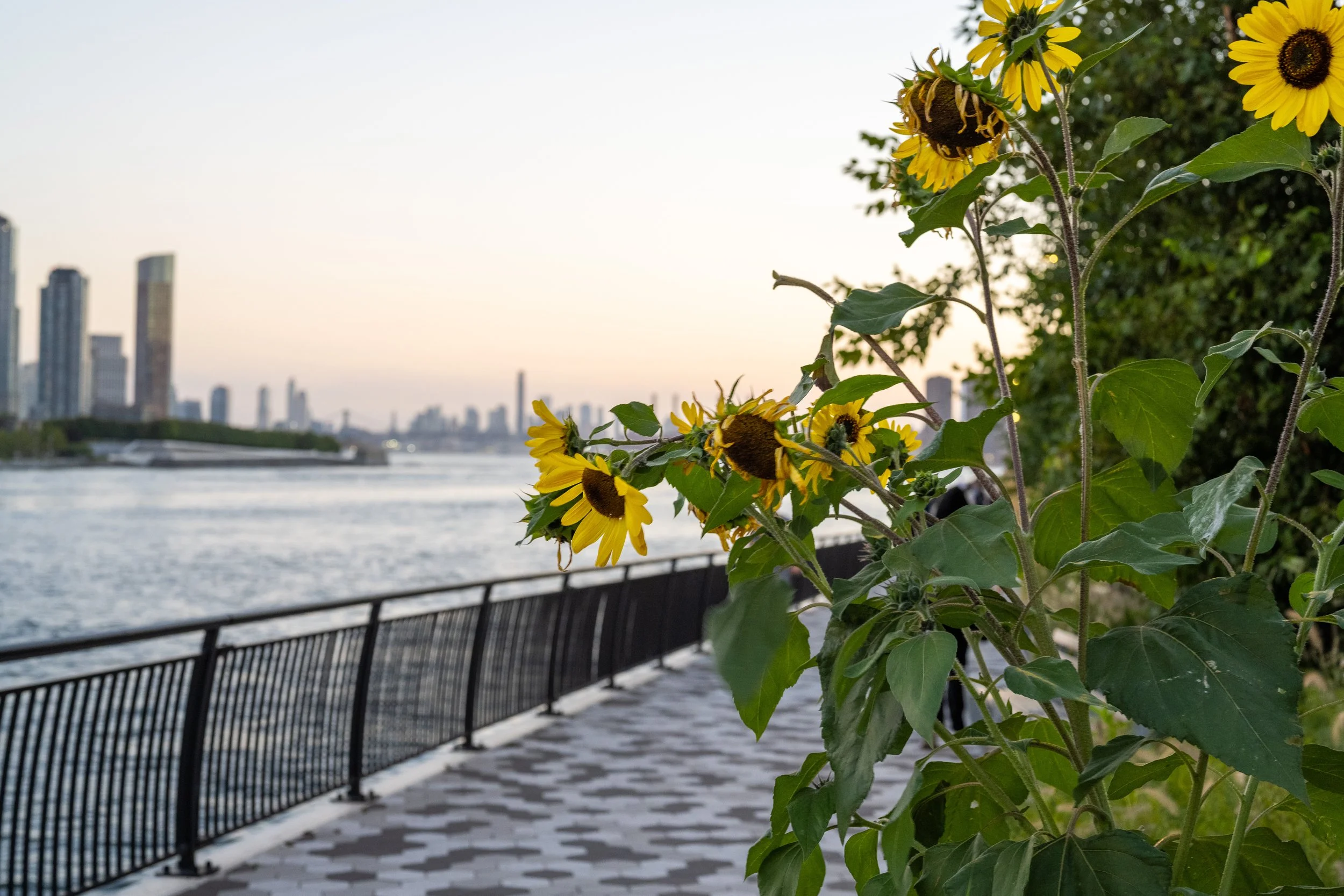 East River Sunflowers