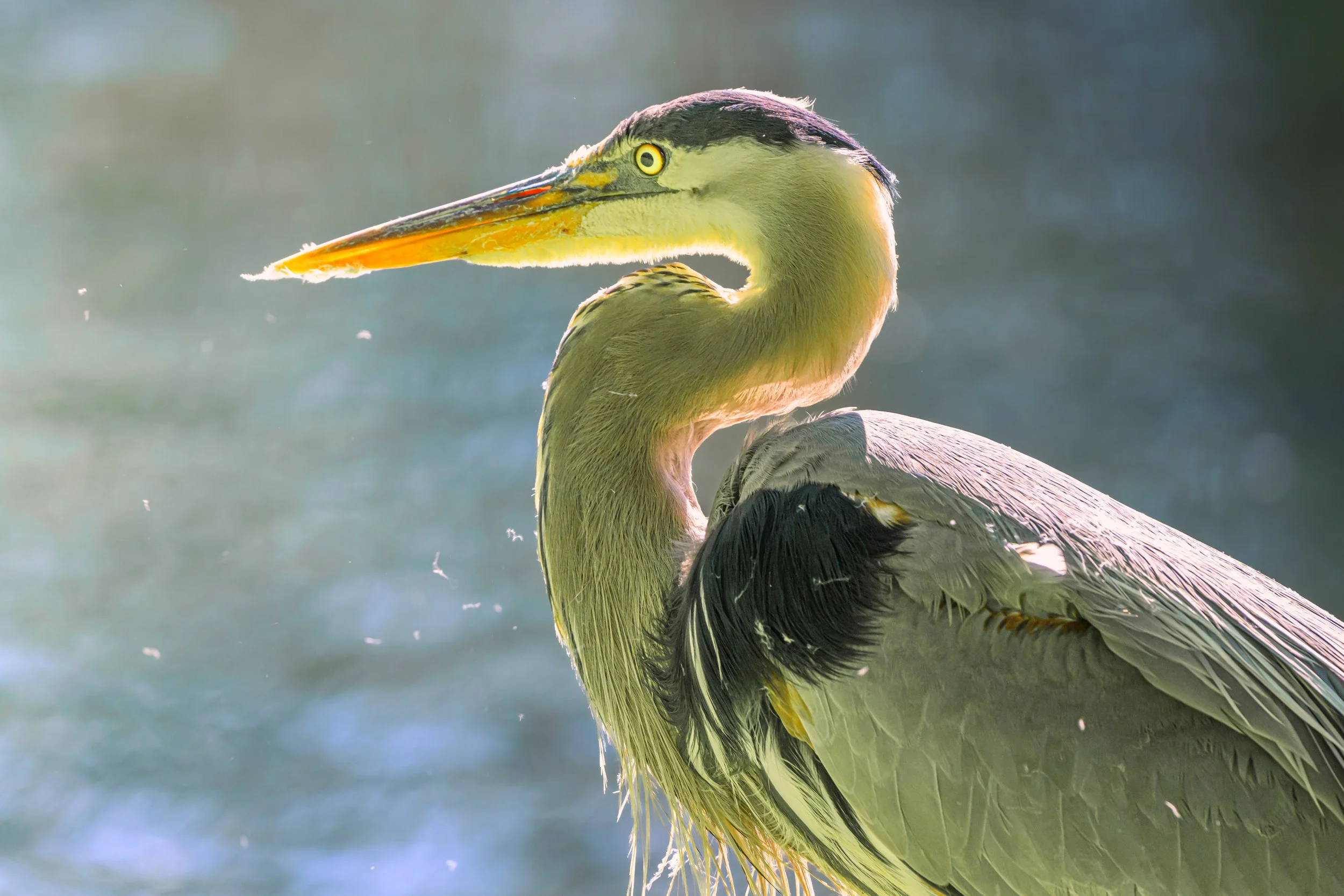 Wildlife