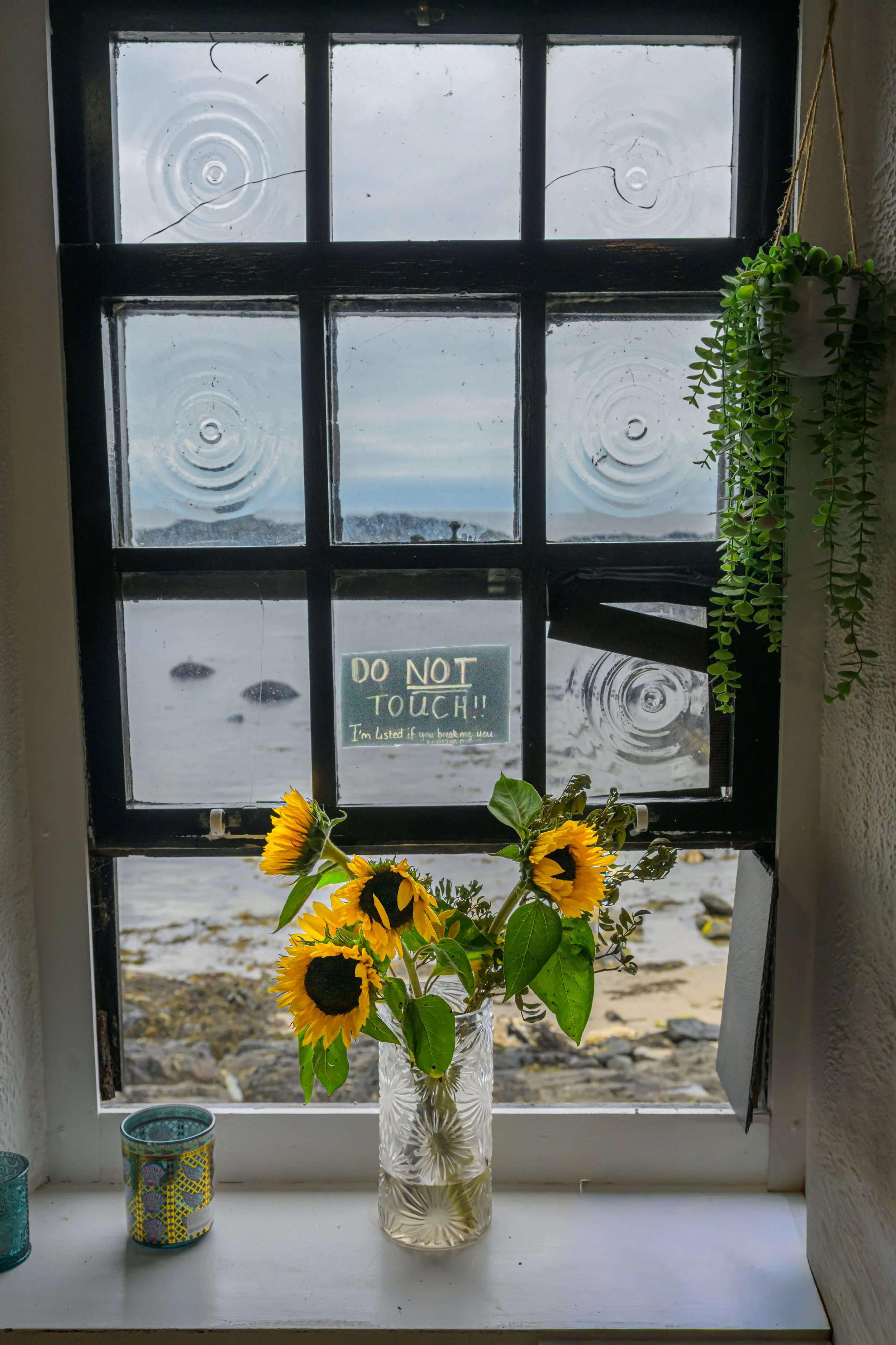Sunflowers in a Ballintoy Window