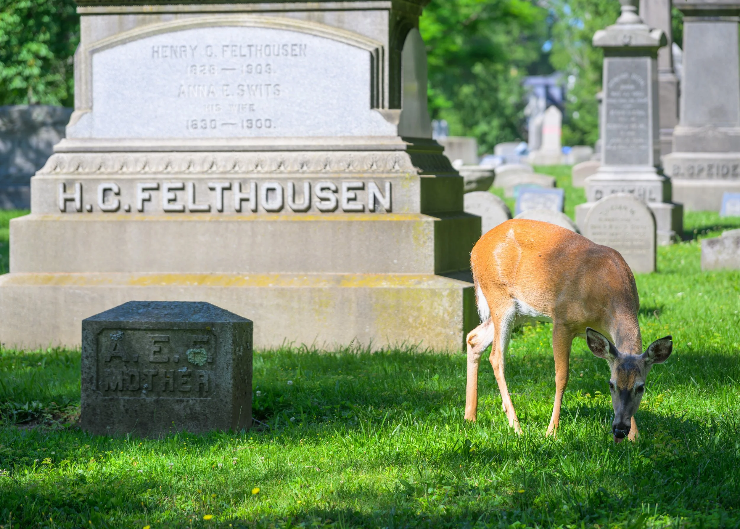 Deer at Forest Lawn