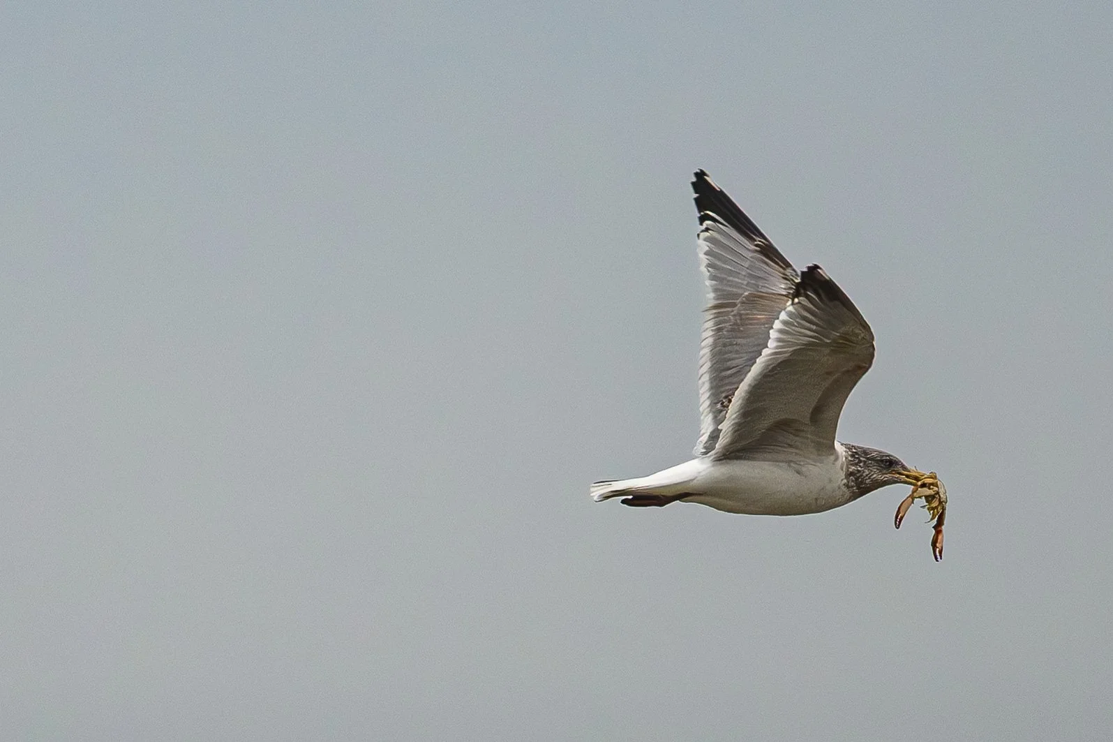 Seagull with lunch