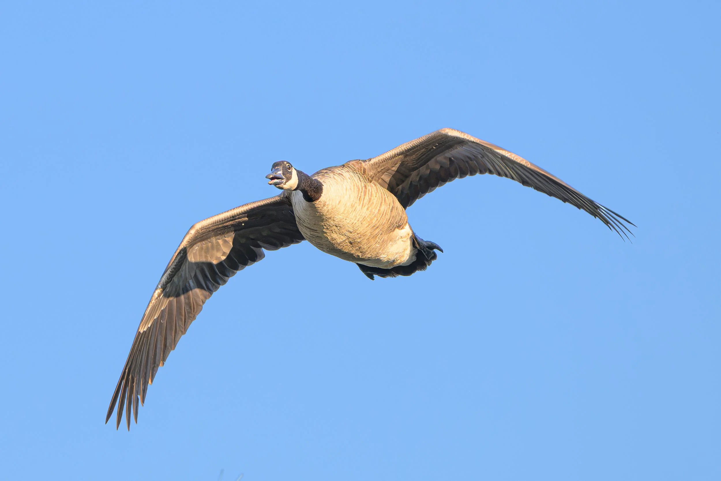 Canadian Goose at Tifft Nature Presere