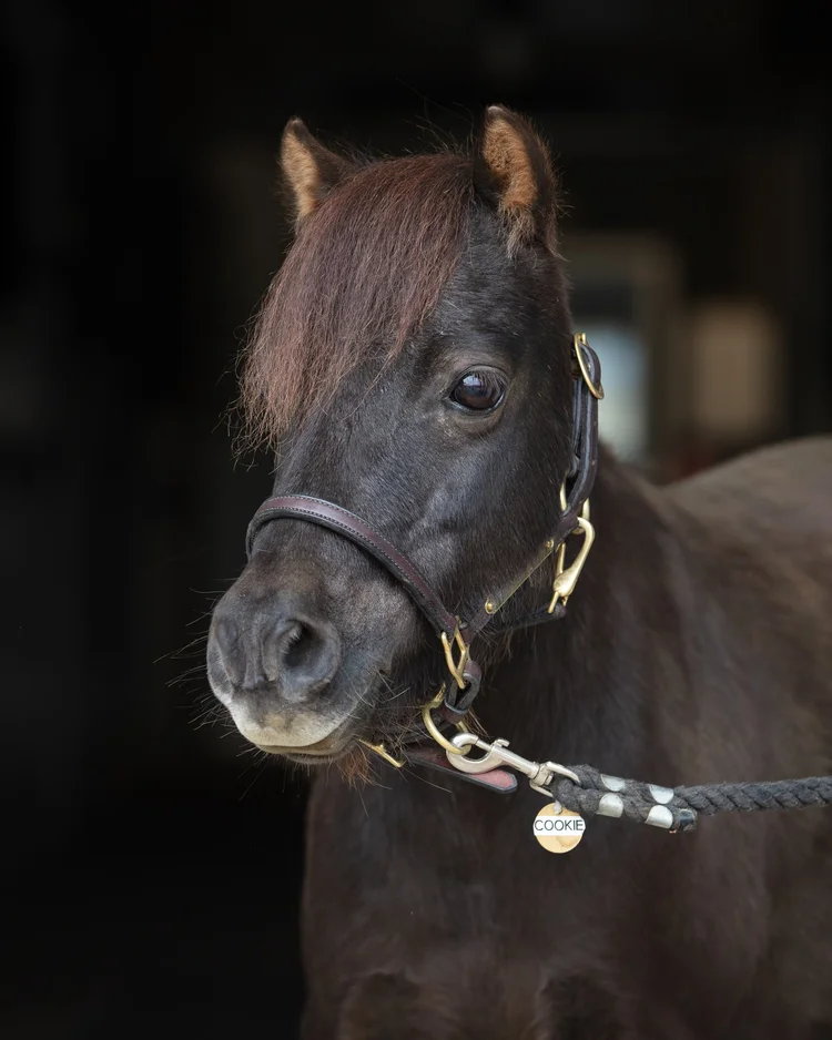 A small black pony with a brown mane wearing a halter and a lead rope, standing indoors against a dark background.
