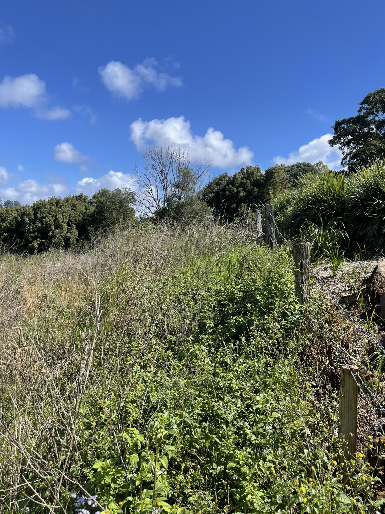 IMG_8279.JPEG