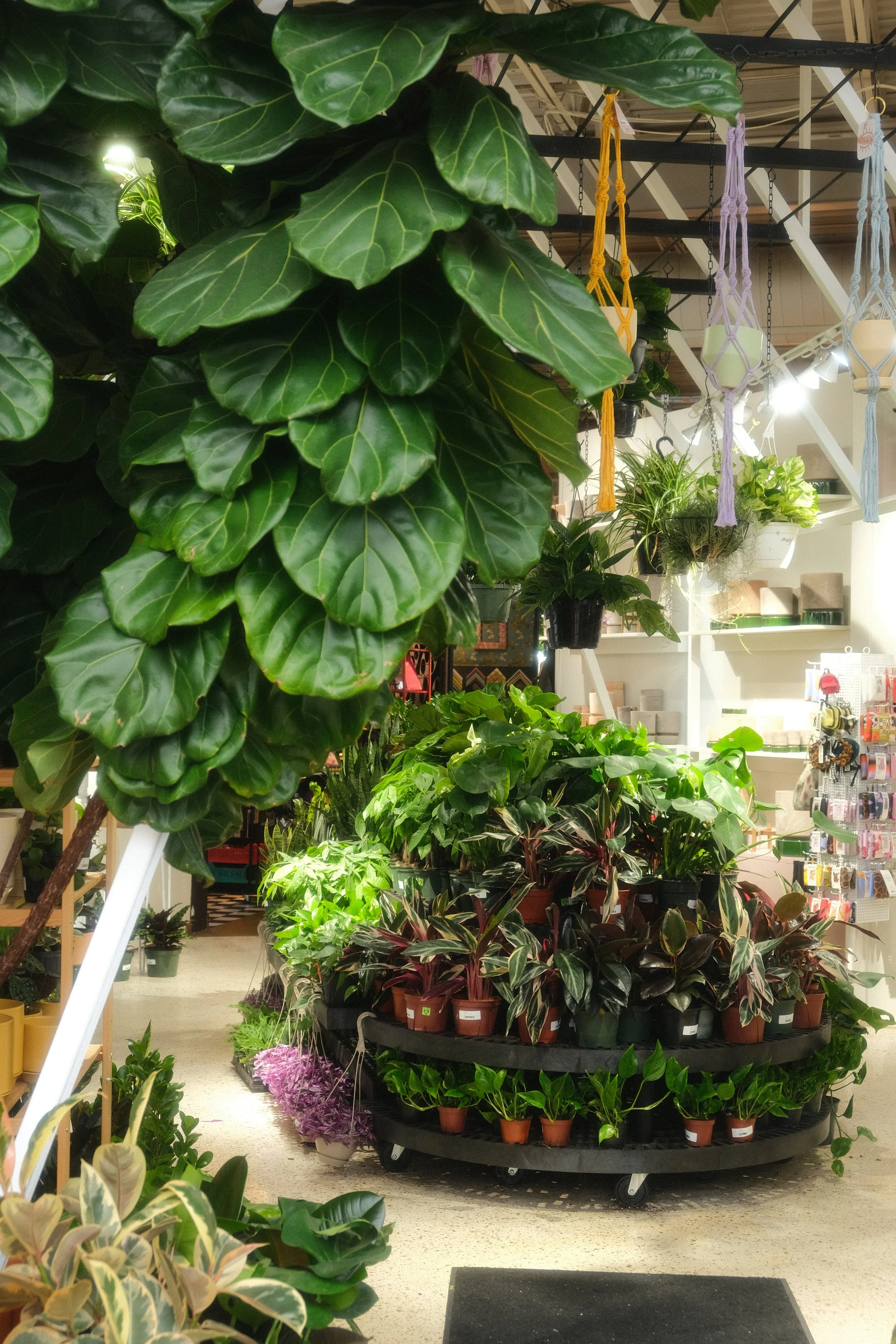 DSCF6826.JPG