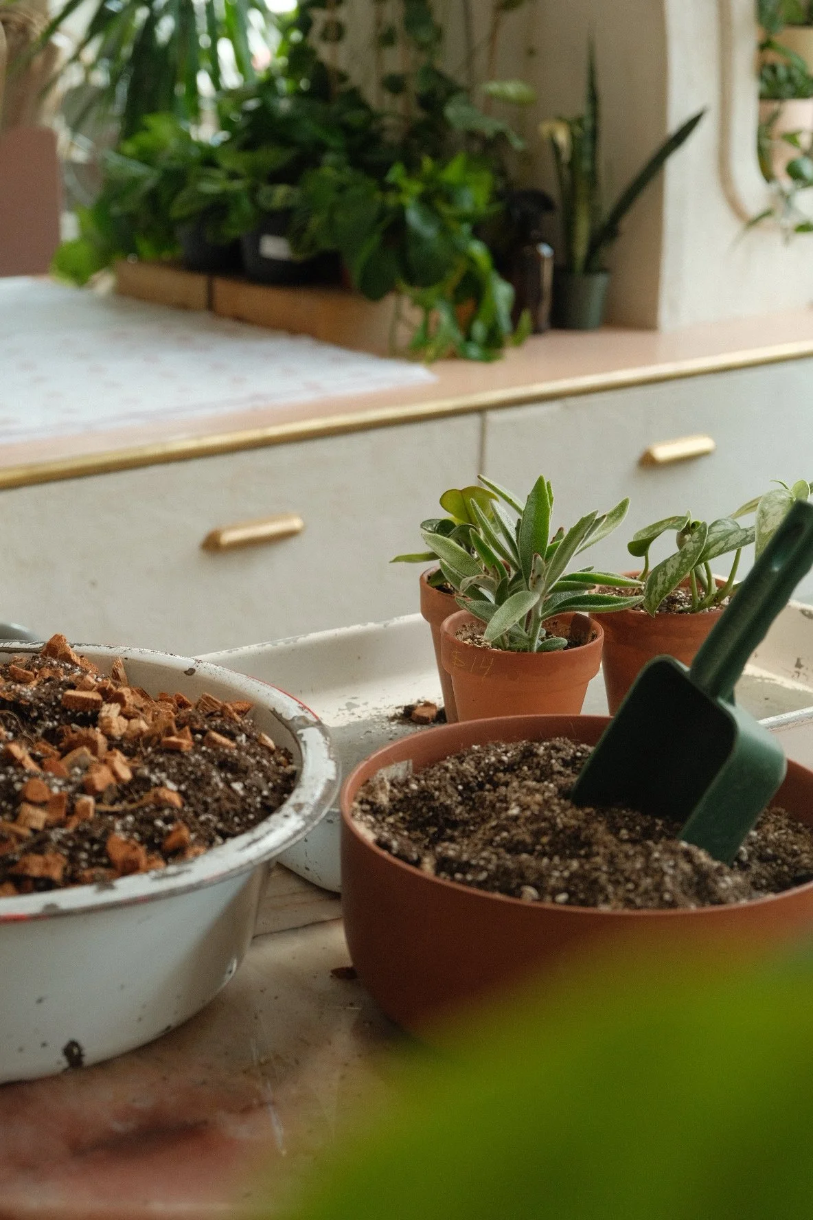 DSCF8620.JPG