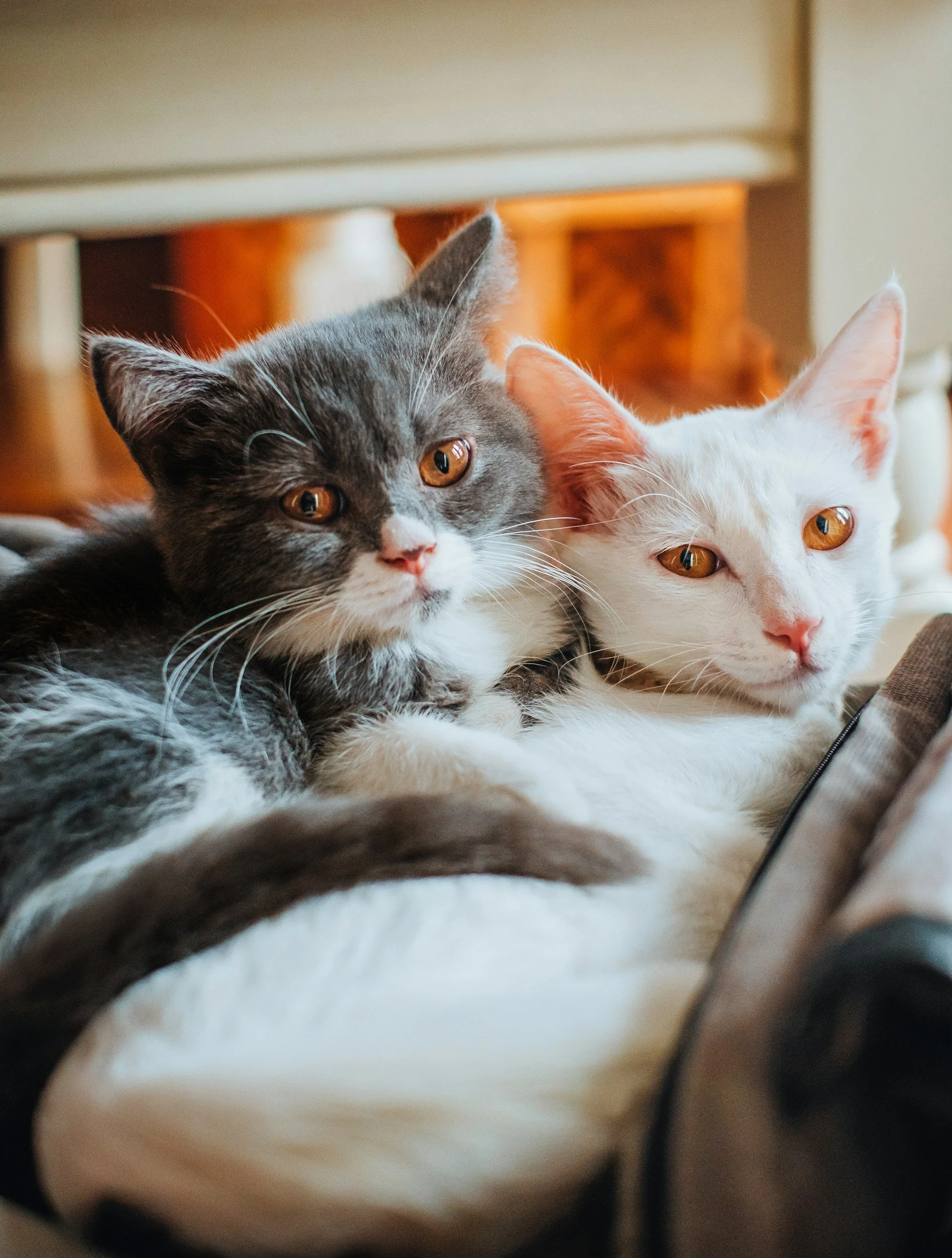 Cats that look like they're a couple in a relationship