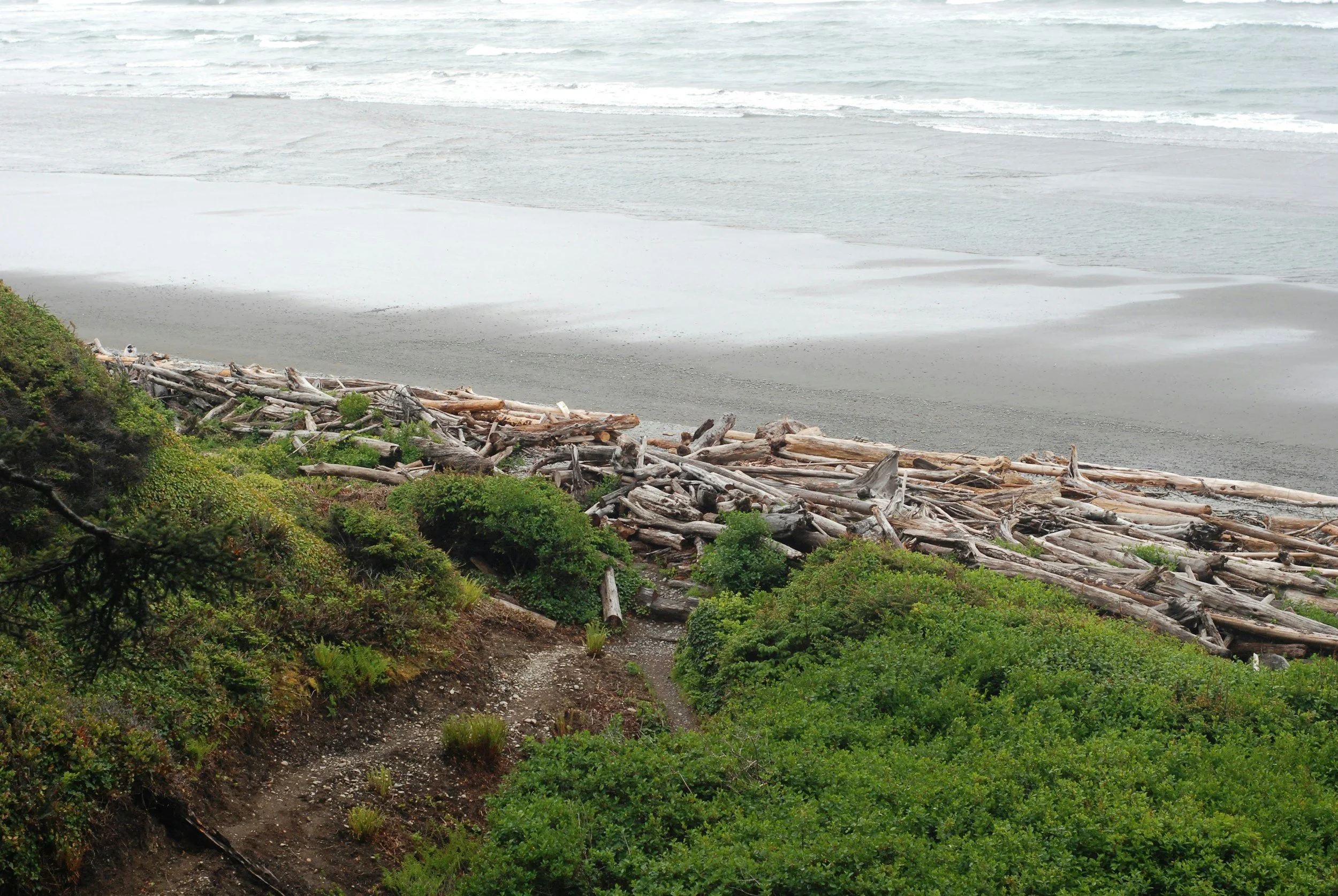 View of a seashore with driftwood and green bushes on a trail leading to the beach, with waves crashing on the sandy shore under an overcast sky.