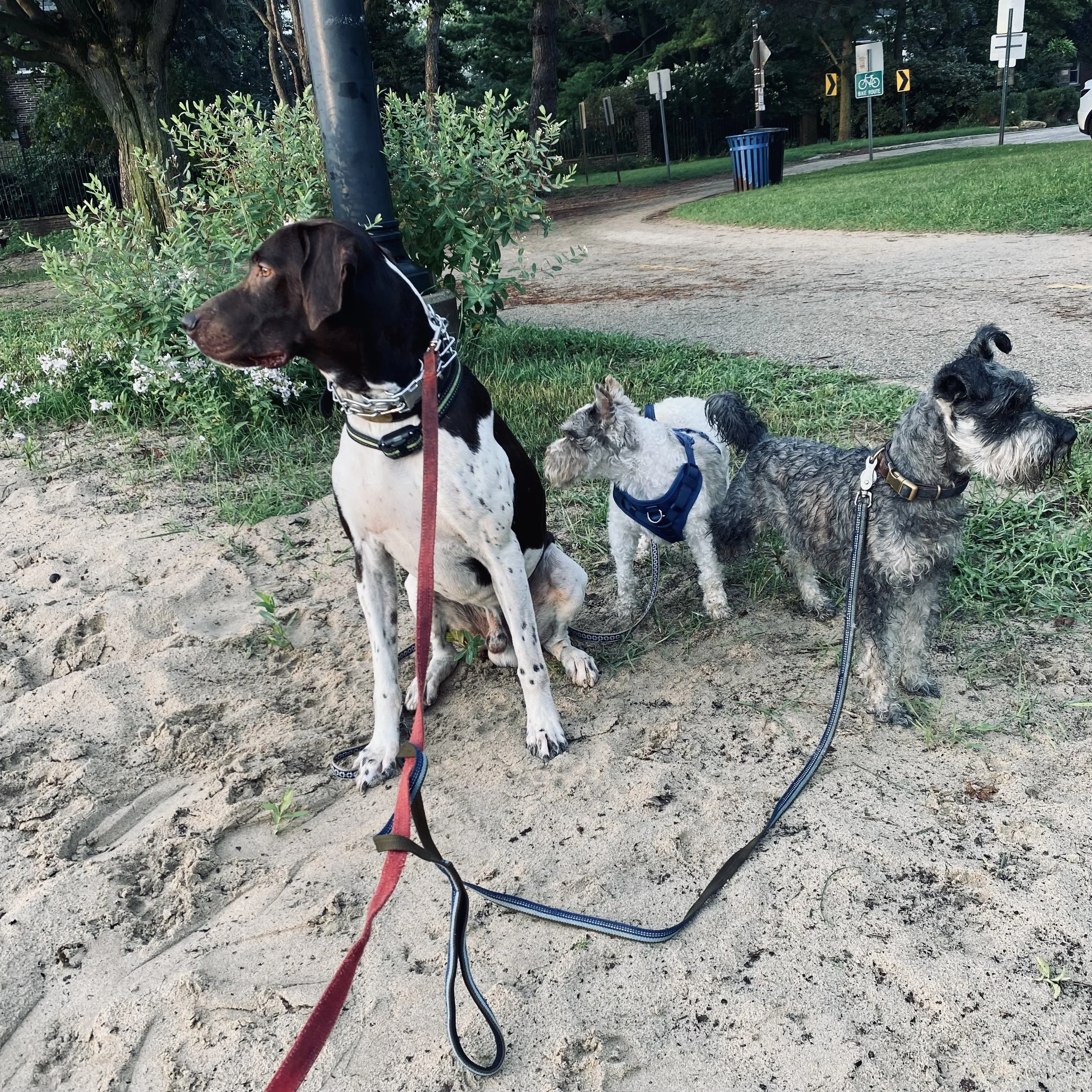 A group of dogs sitting on a grassy area near a pathway in a park, with trees, a fence, and bicycle route signs in the background.