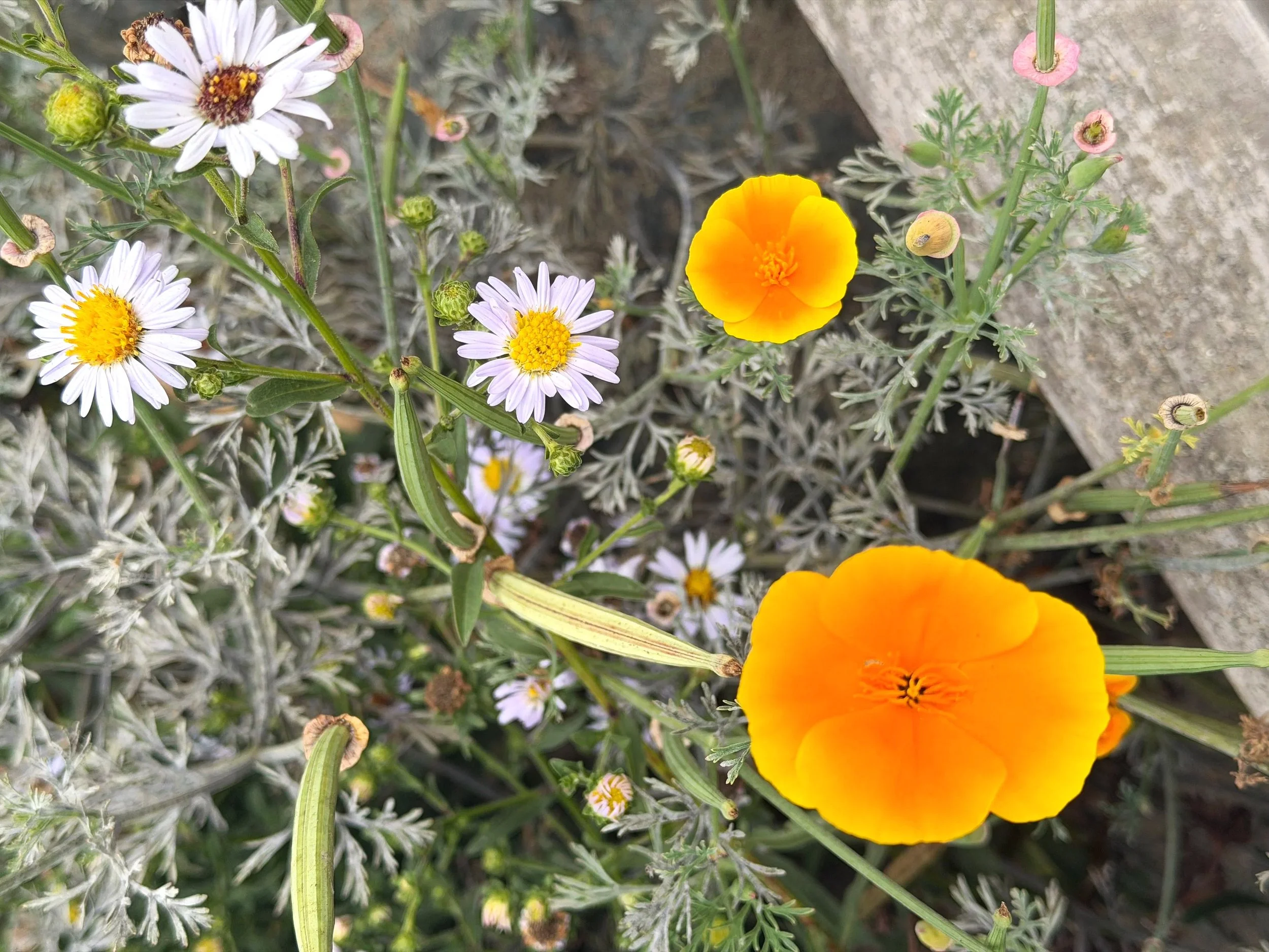 Close-up of various wildflowers, including a bright orange California poppy and small white daisies with yellow centers, growing among green foliage and dry soil.