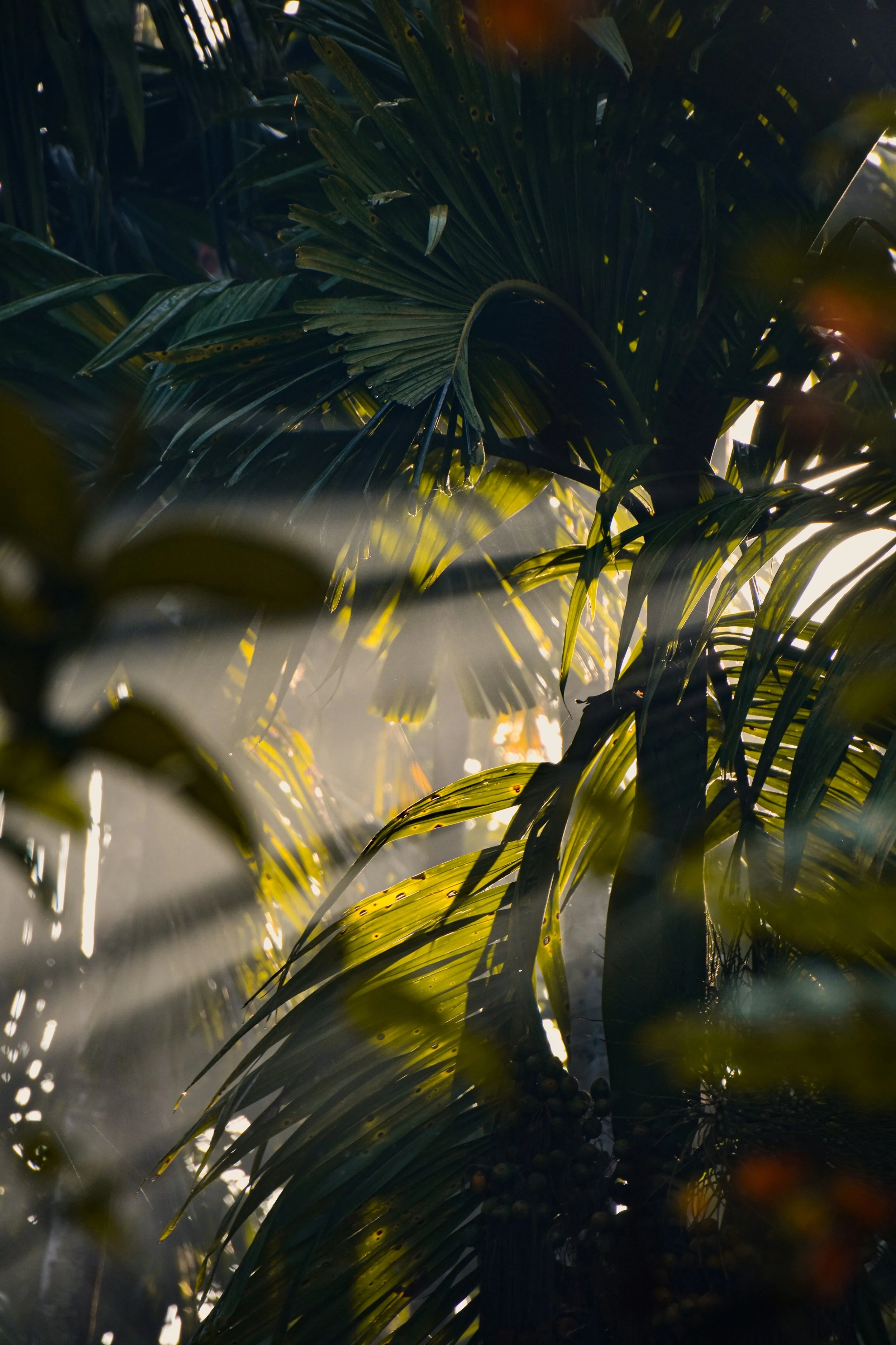 Close-up of tall green palm leaves with sunlight filtering through, creating a warm, tropical atmosphere.