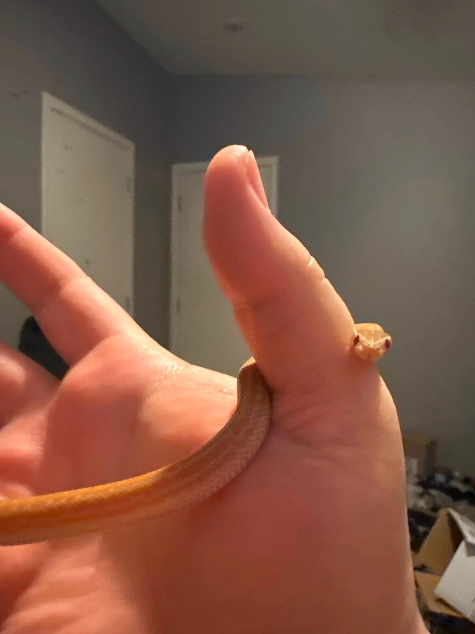 A person's hand with a small snake peeking around the thumb with a blurred background of a light gray wall and a doorway.