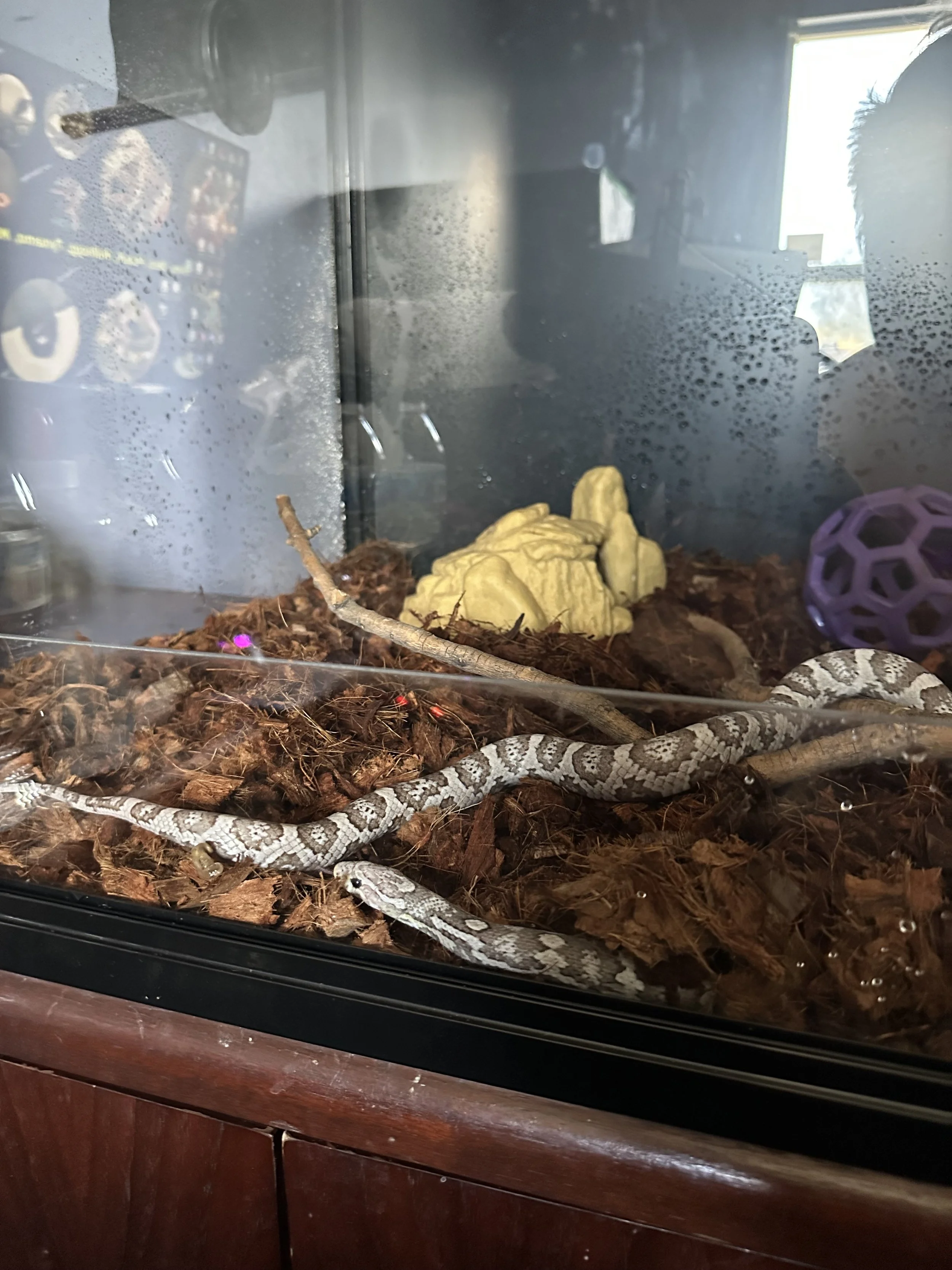 A snake inside a terrarium with logs and a yellow rock, with a purple toy ball in the corner.