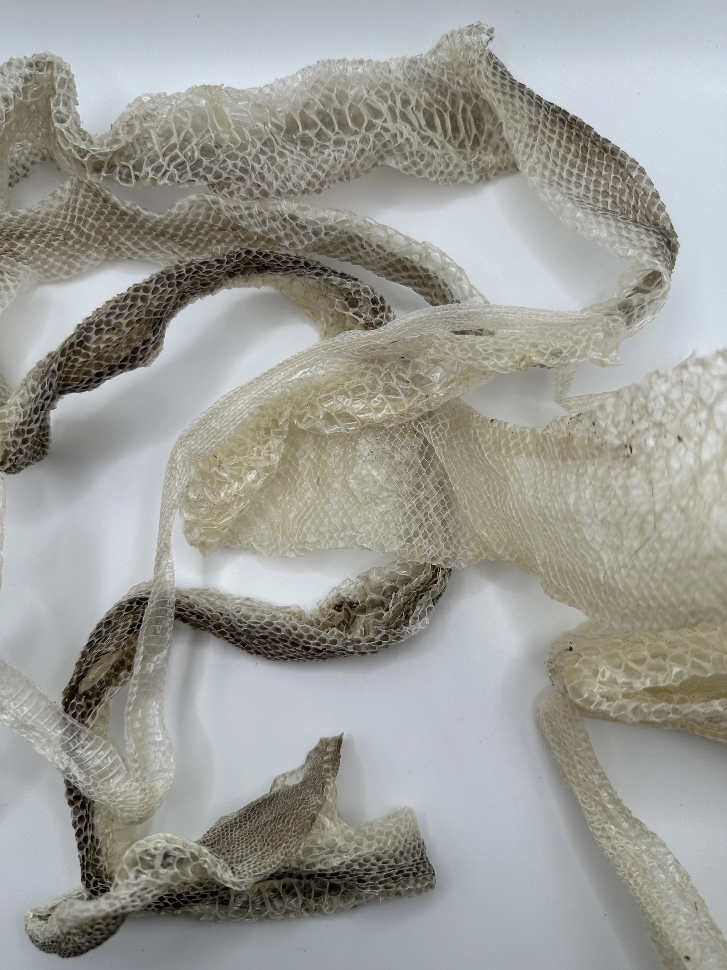 Multiple pieces of shed snake skin on a white surface.