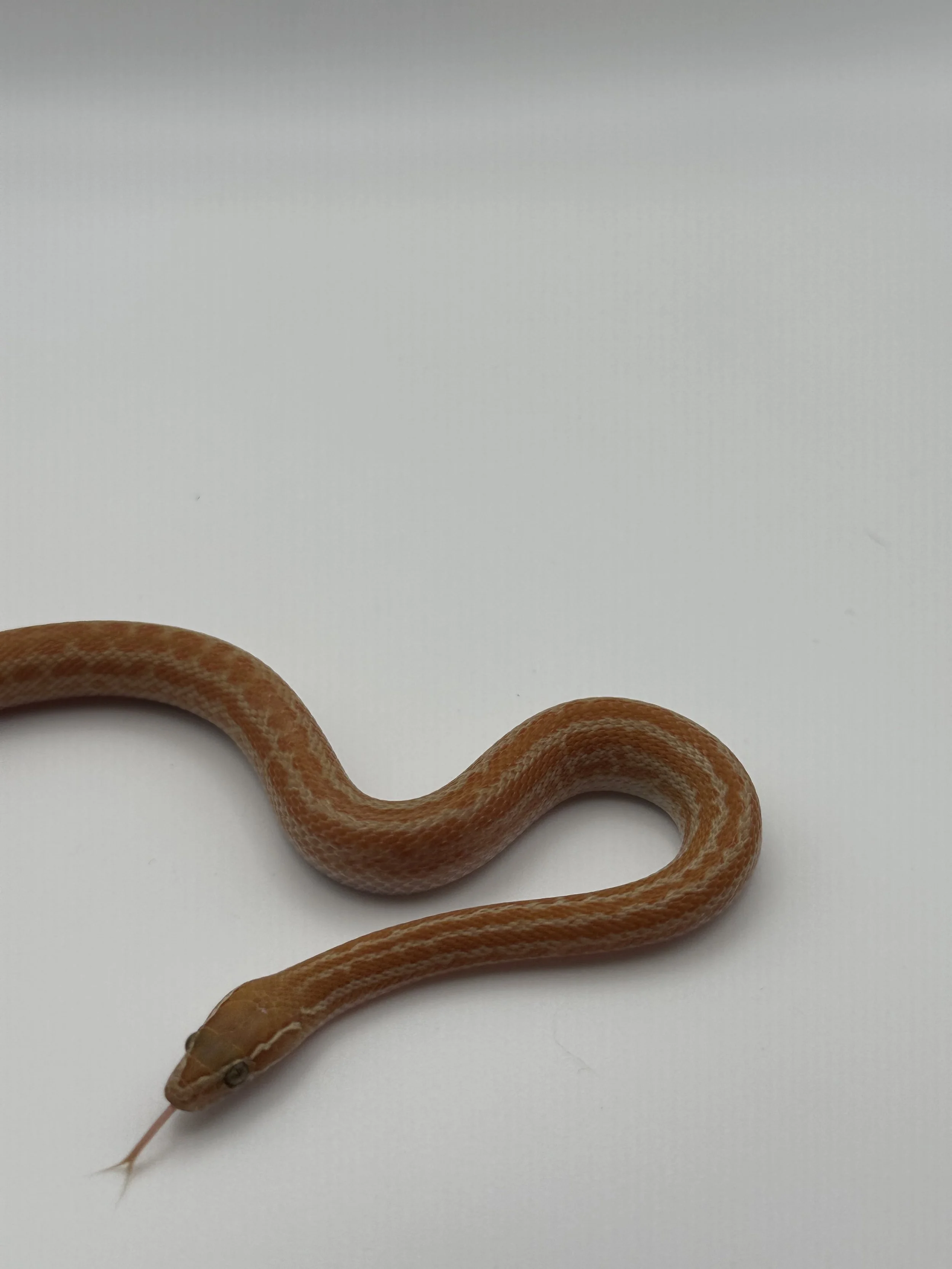A small orange and white snake on a white surface