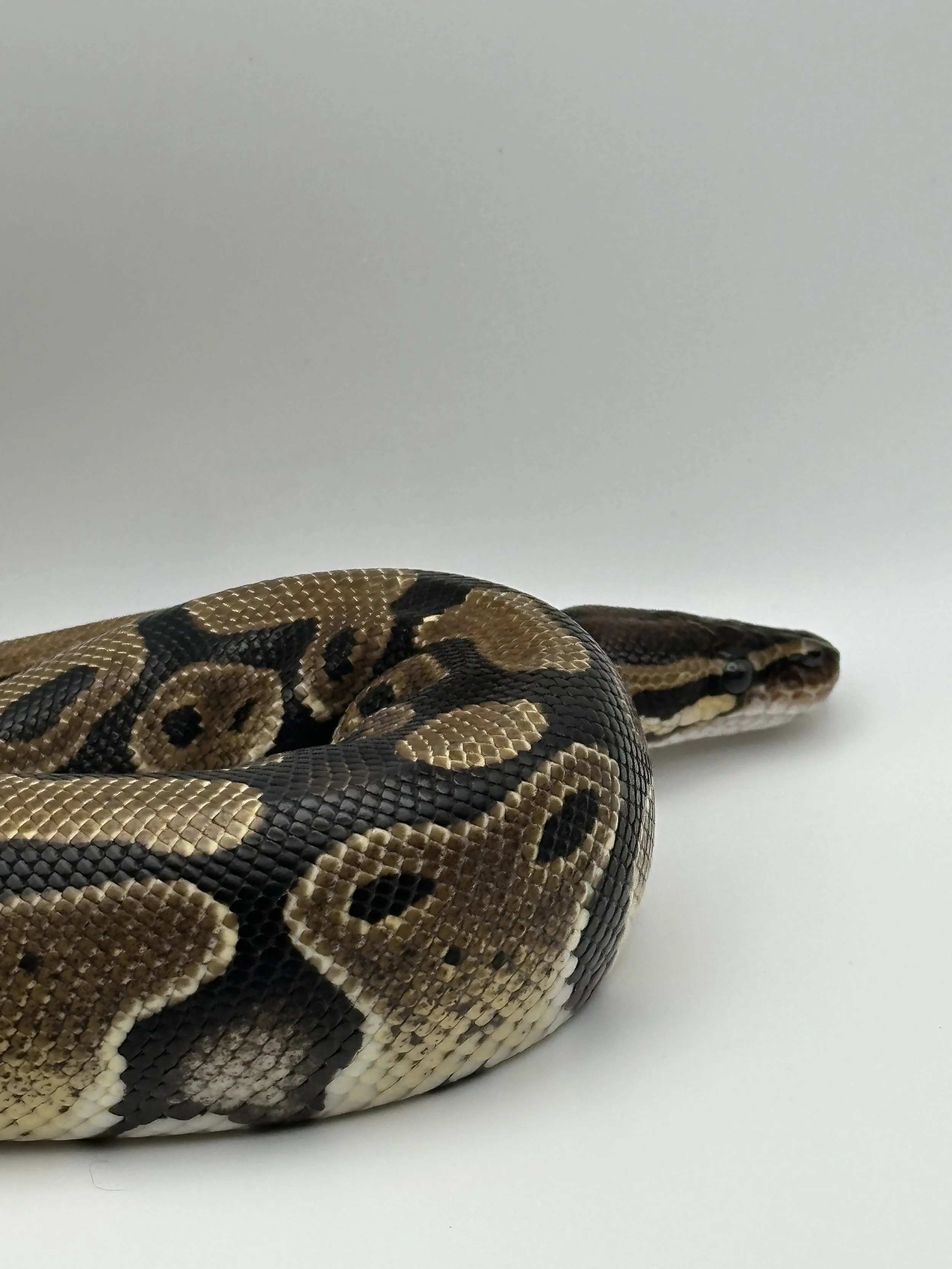 Close-up of a ball python coiled on a white surface, showing its patterned brown, black, and beige scales.