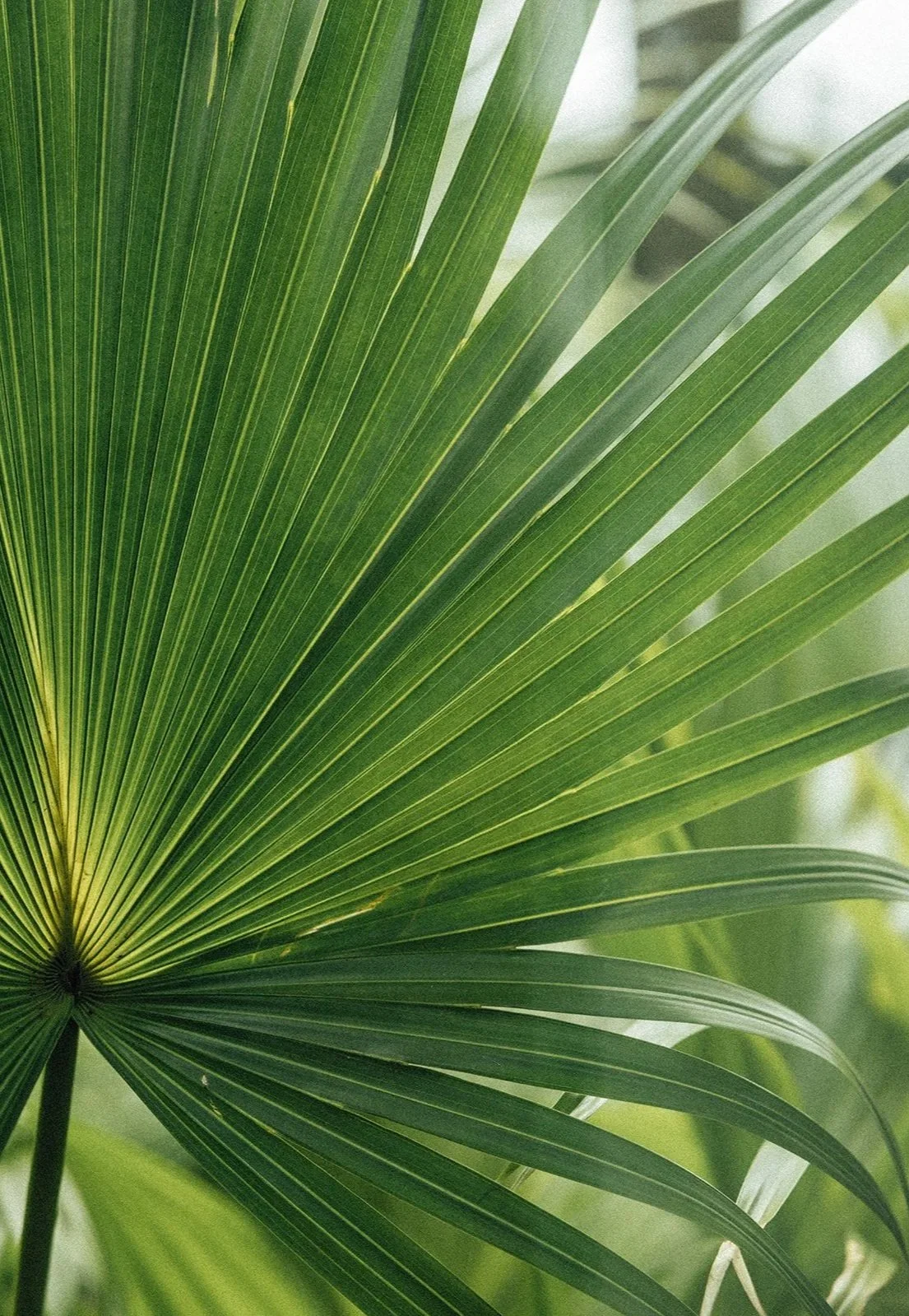 Close-up of a green palm leaf with parallel veins.