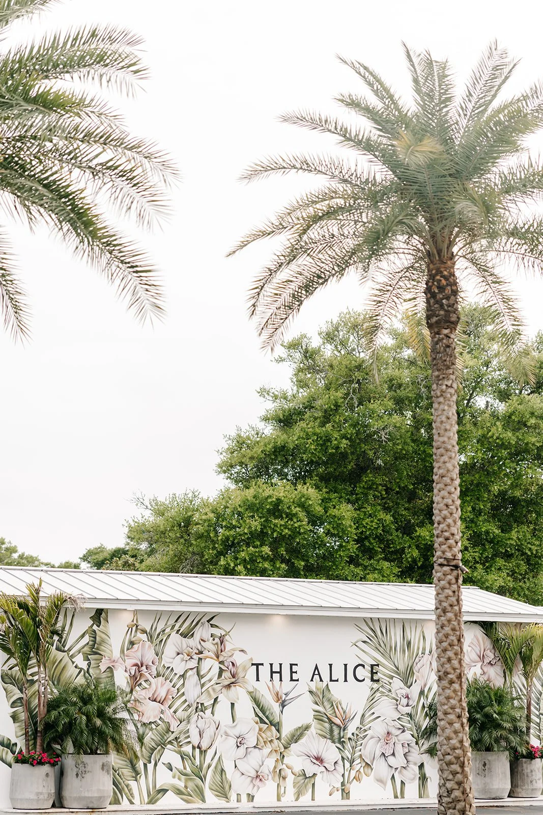 Palm trees and a building with a floral design sign that says 'The Alice'.