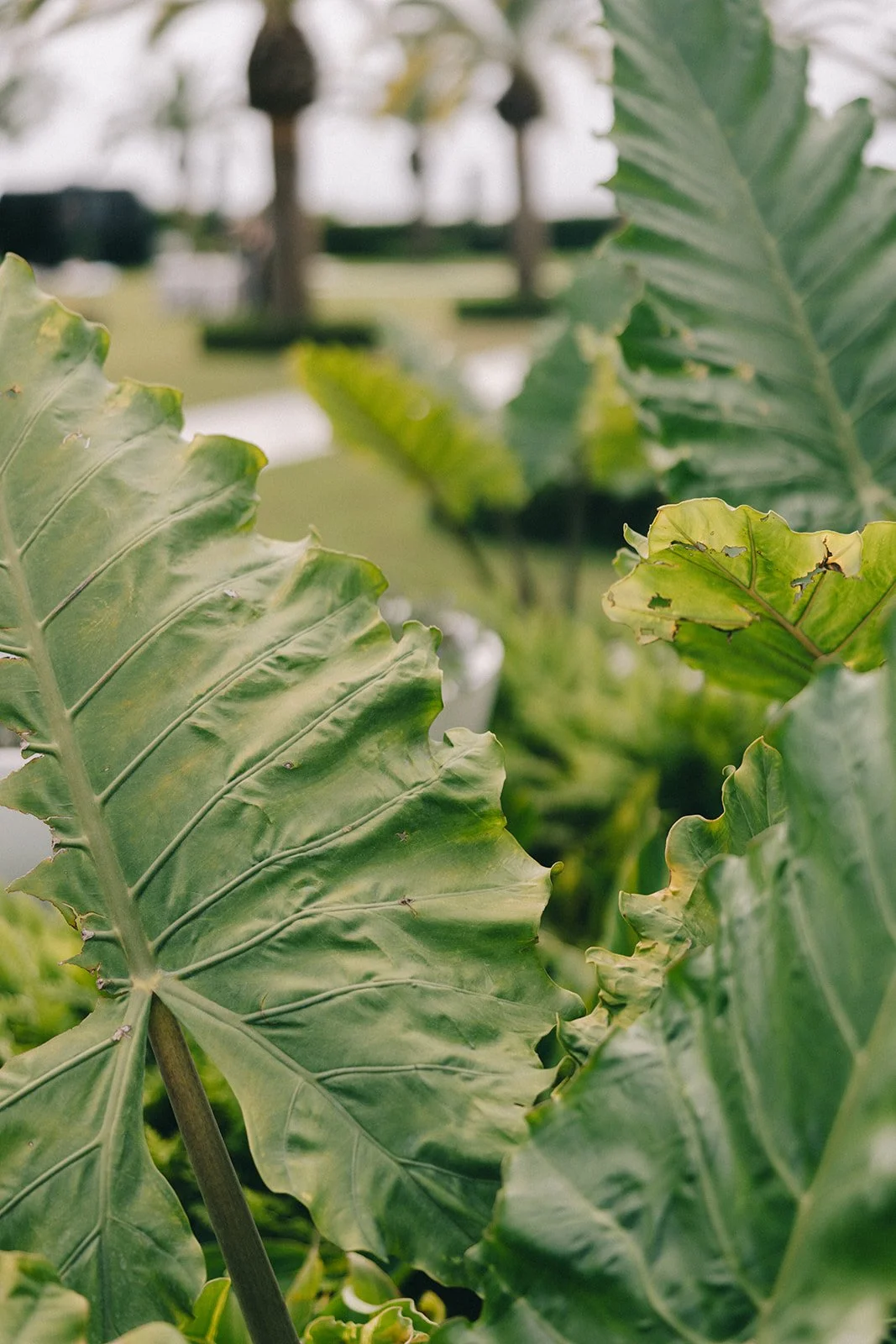 Close-up of large green tropical leaves with some damaged spots, with a blurred background of a greenhouse or indoor garden.
