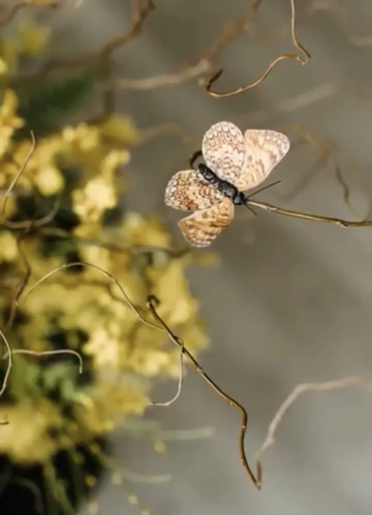 A butterfly with intricate brown and cream patterned wings perched on a plant with yellow flowers and thin, curly stems.