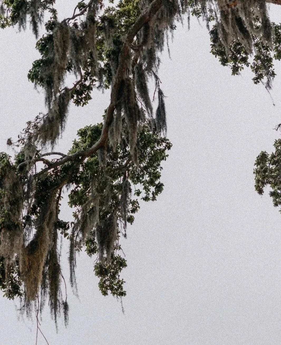 Part of a tree with hanging moss branches on a cloudy sky background.