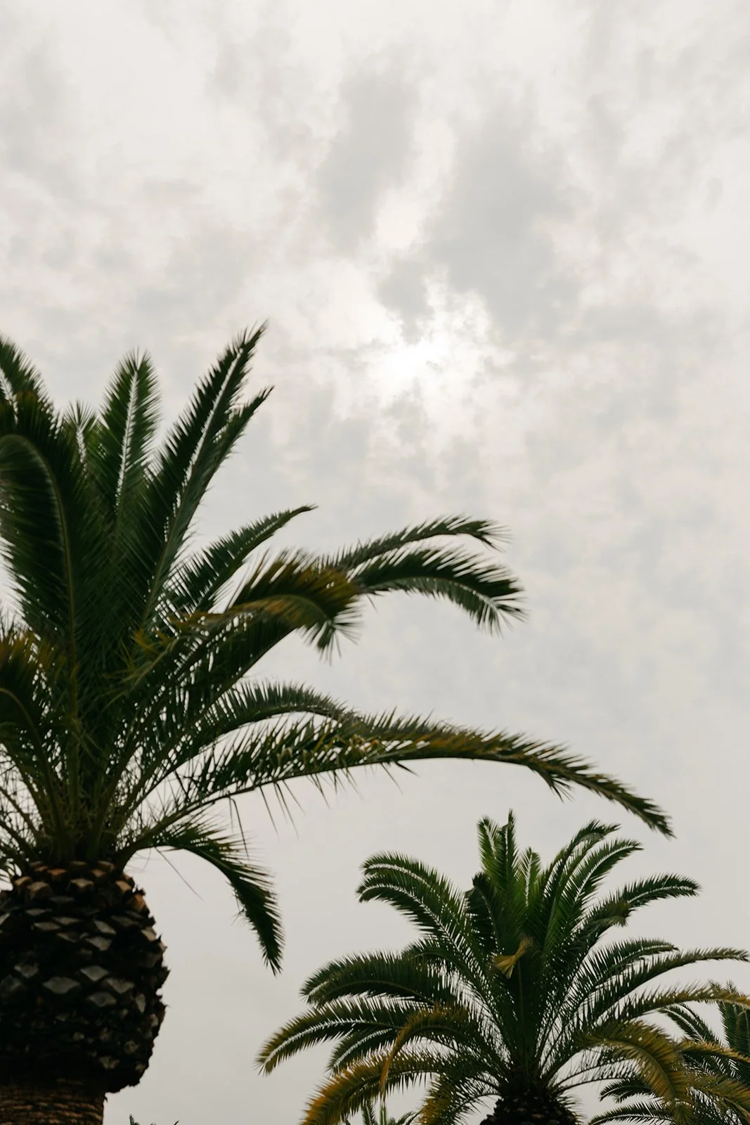 Two palm trees on a cloudy day with gray sky and clouds overhead.