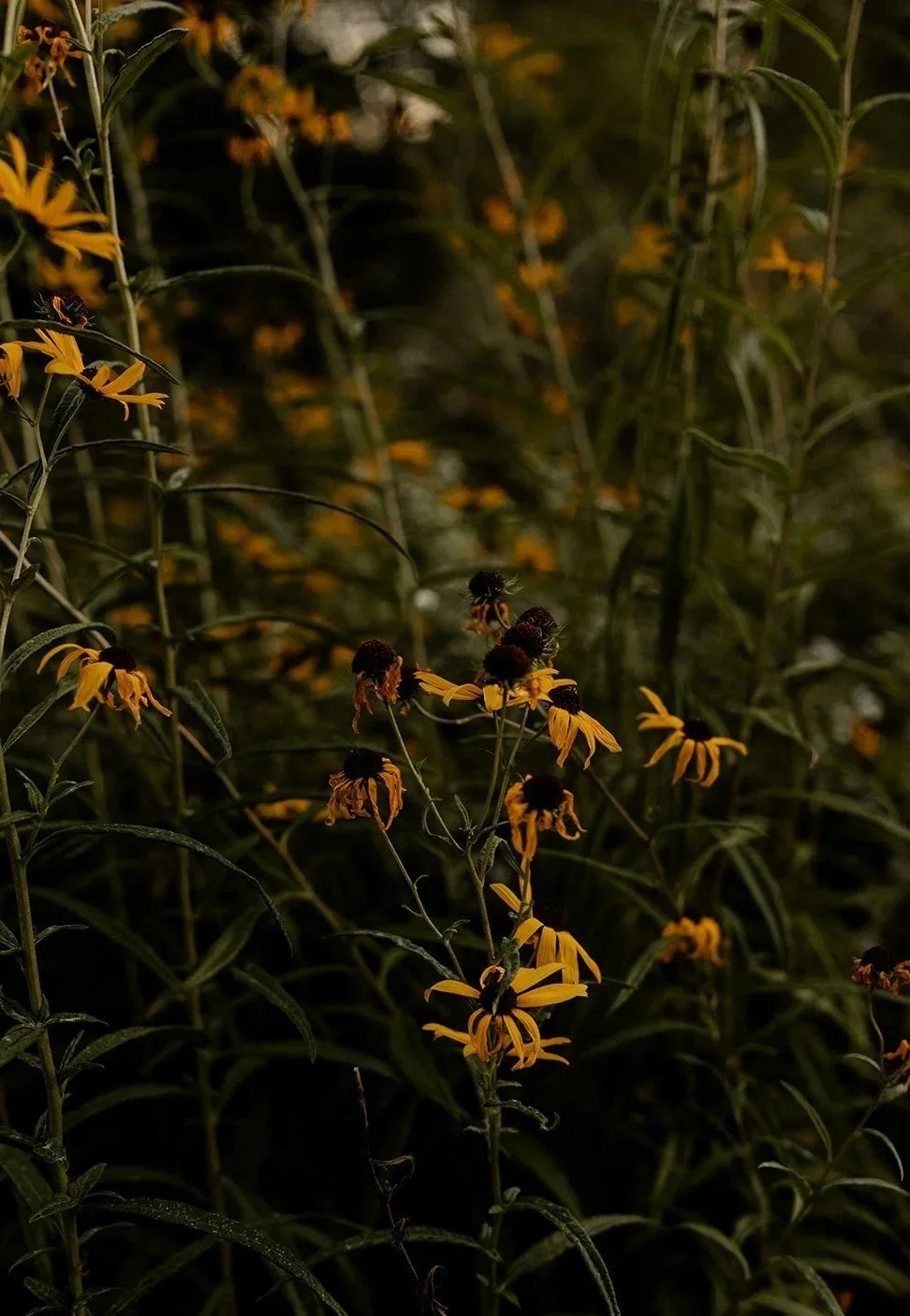 Dark yellow flowers with black centers on tall green stems in a dense garden at night.