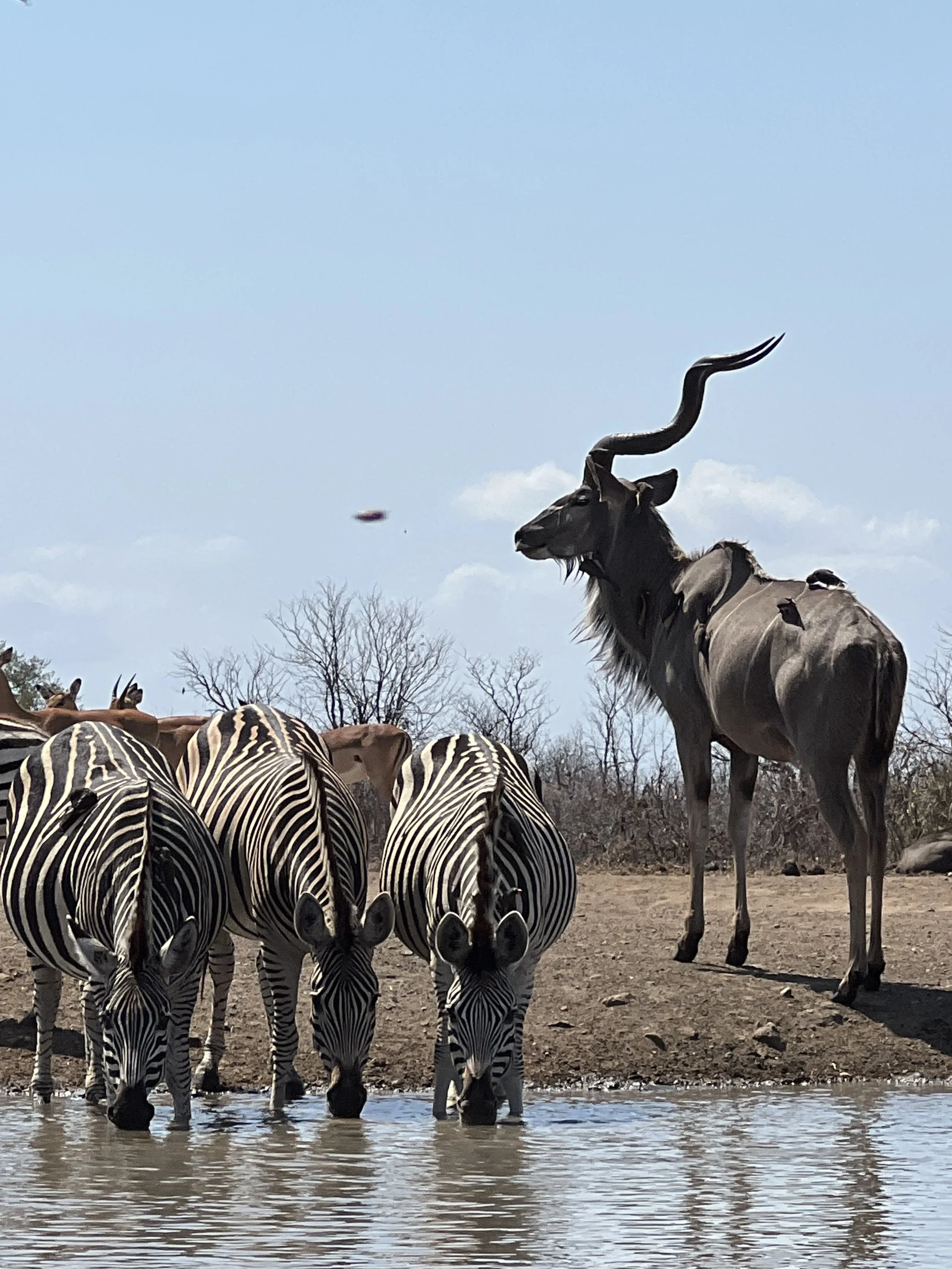 A herd of zebras and a single giraffe drinking water at a waterhole, with trees in the background and a blue sky overhead.