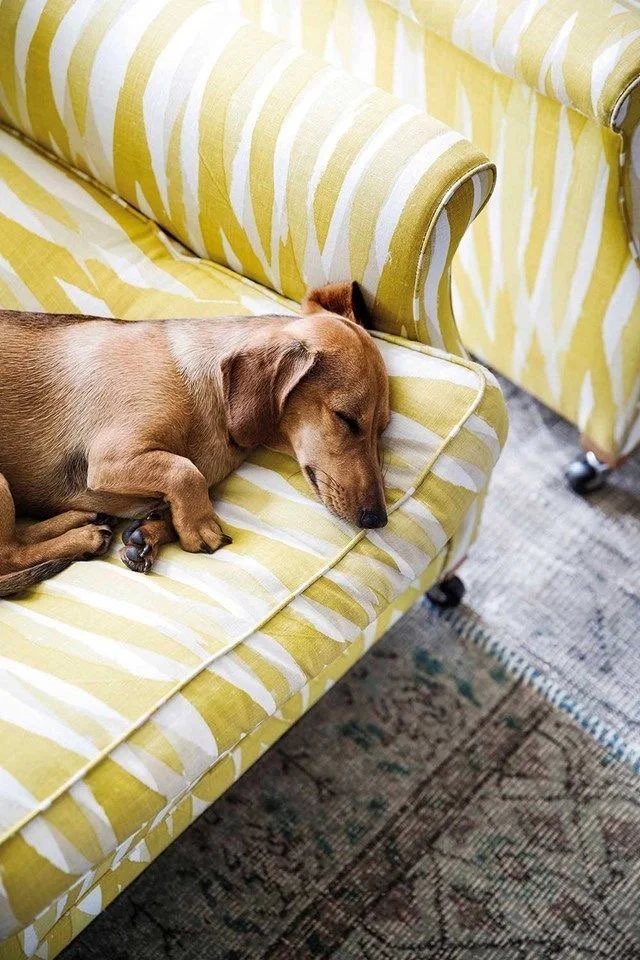 A small brown dog is sleeping on a yellow and white striped couch, curled up with its head resting on the cushion.